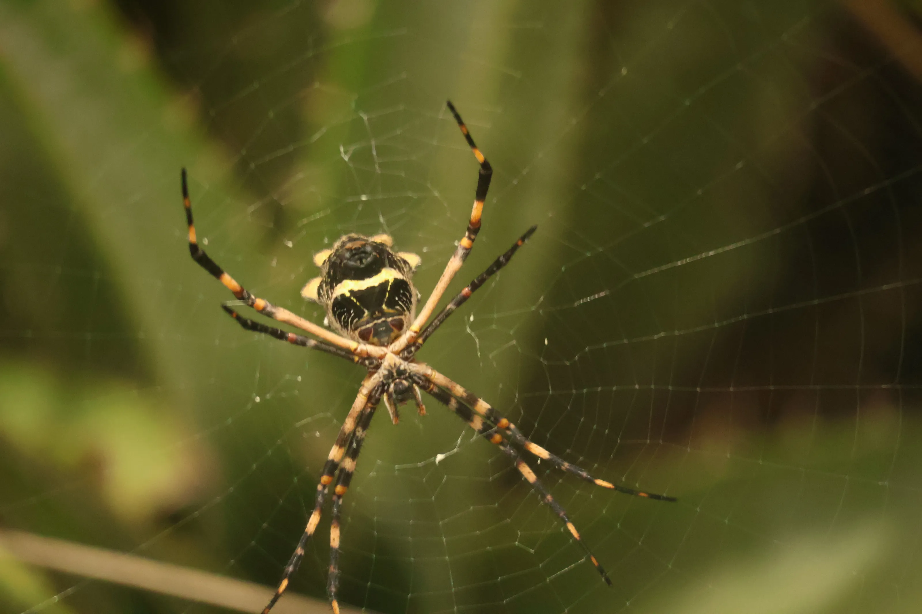 A Spider's  Back