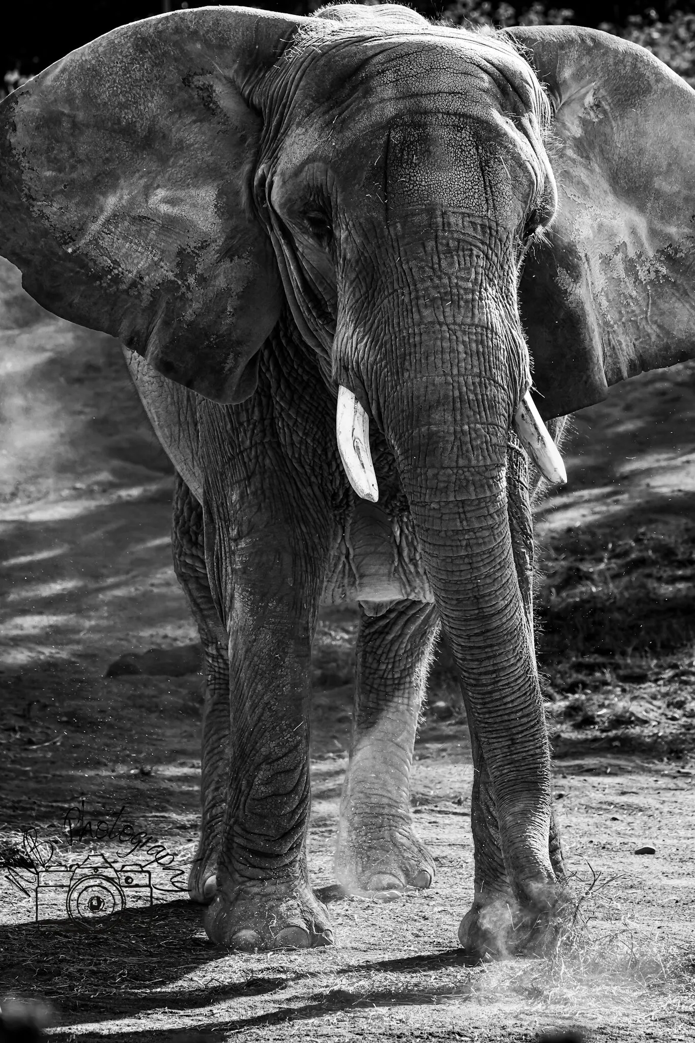 Monochrome Majestic