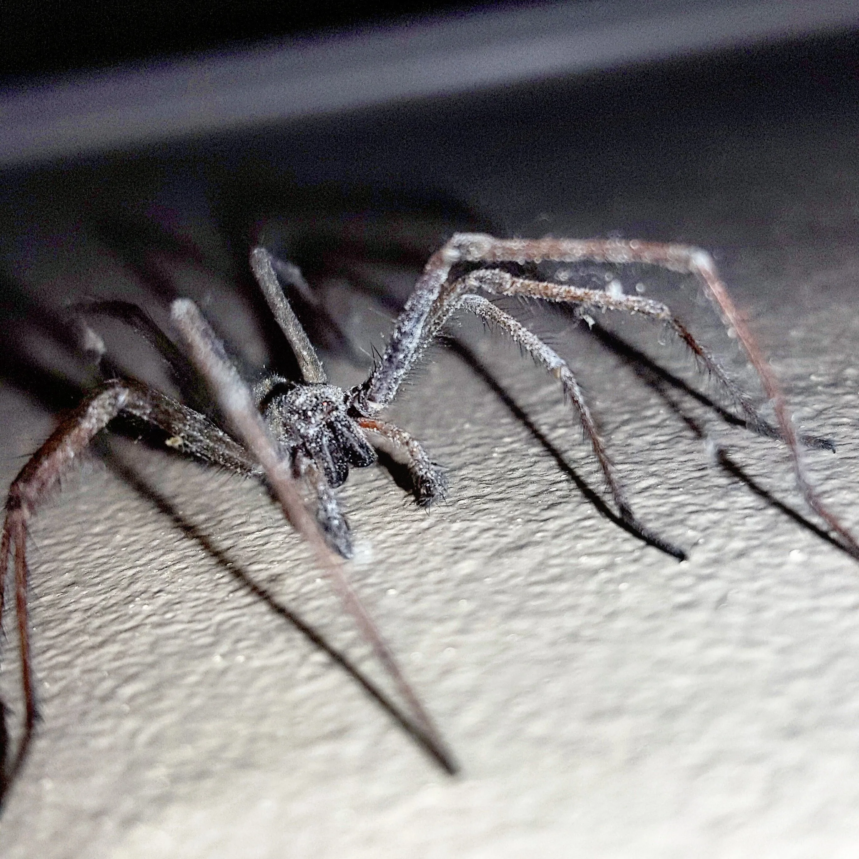 House spider