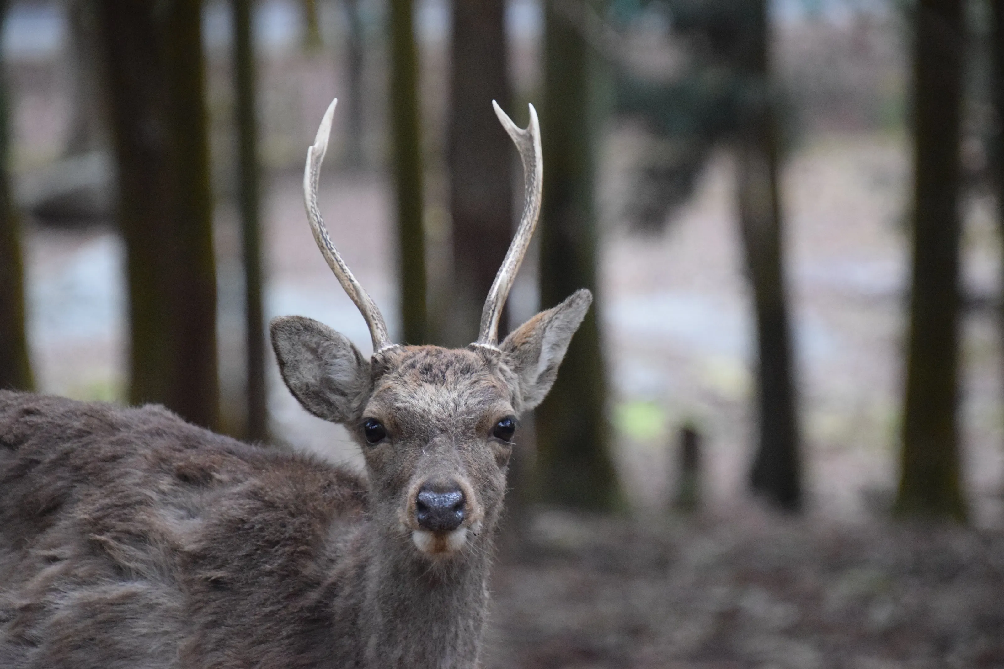 Deer