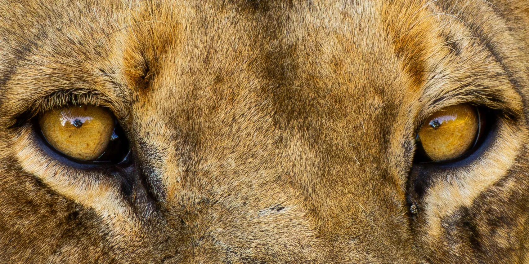 Lioness Eyes