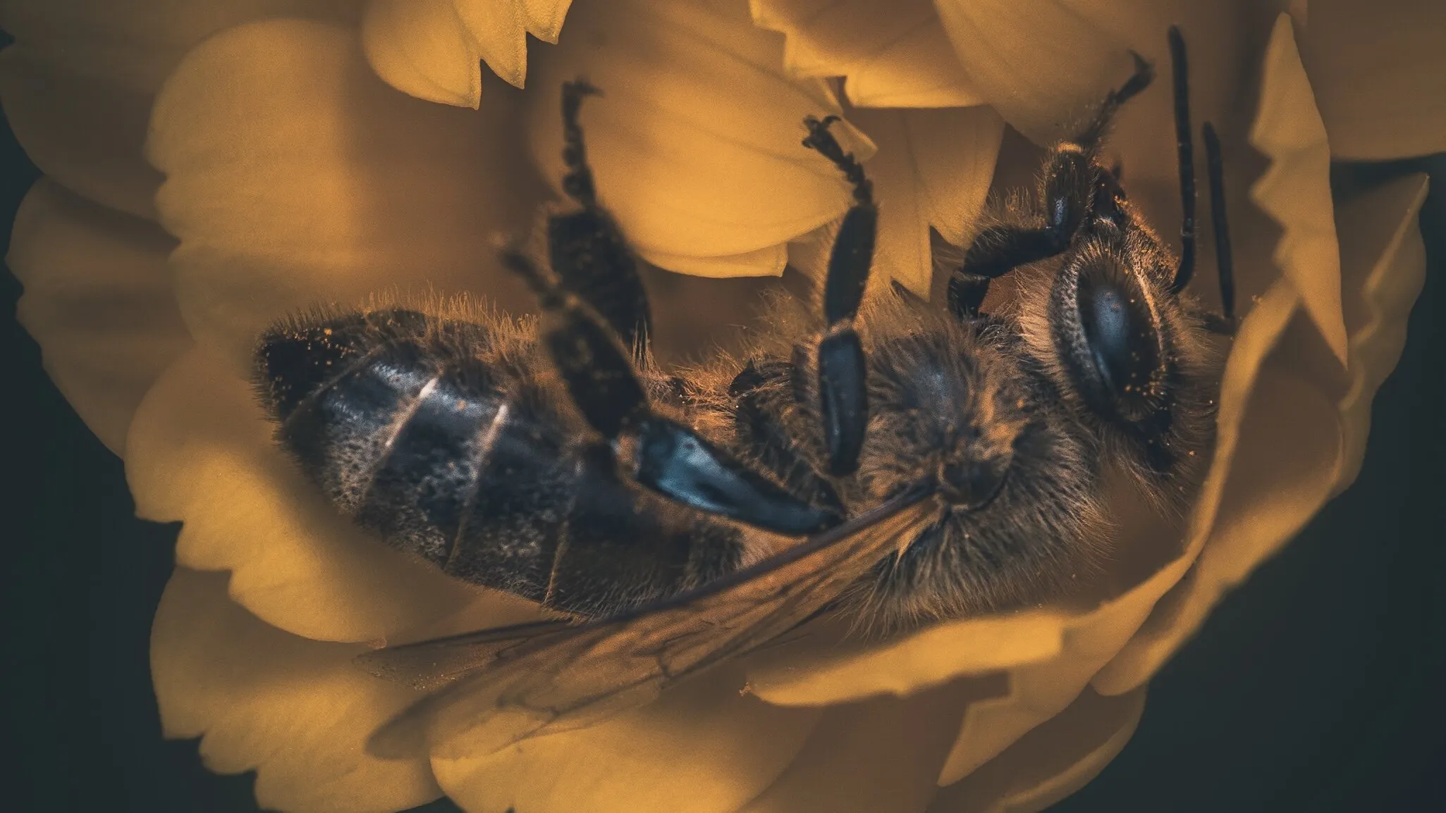 Honey Bee In Flower