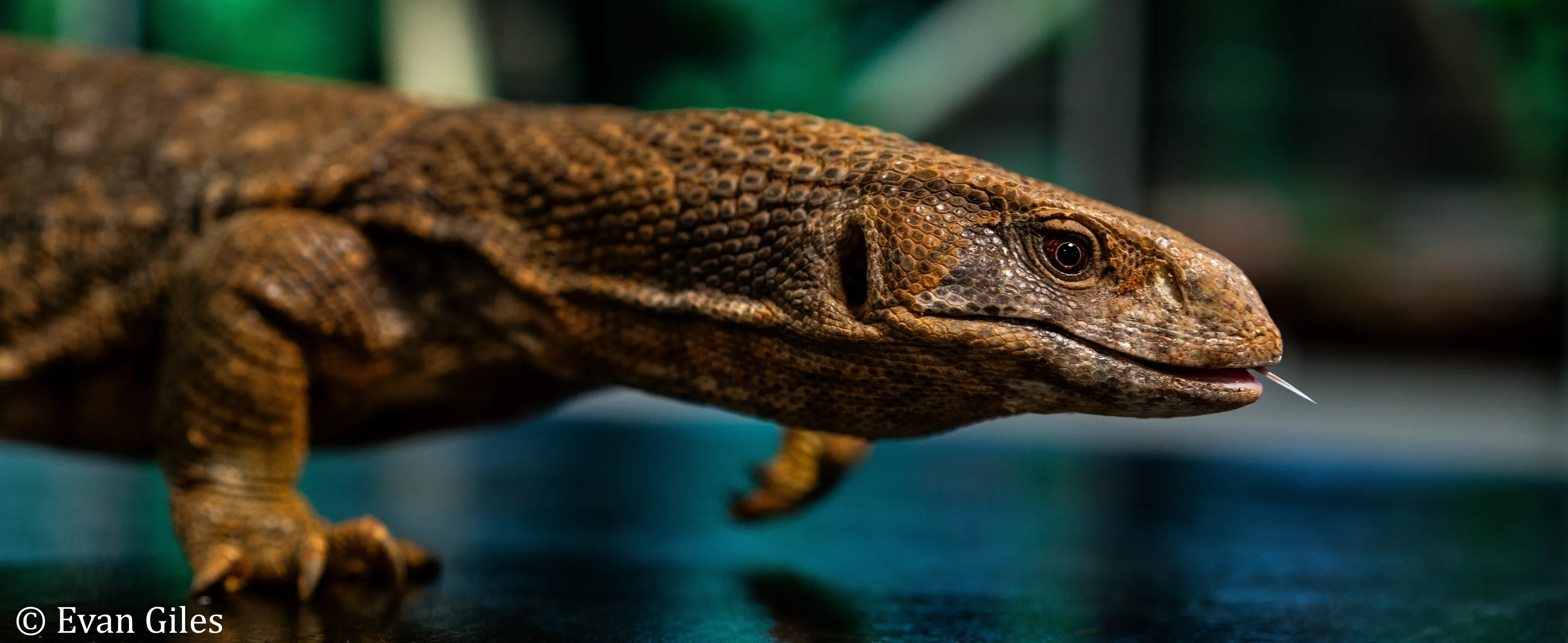Lizard walking in front of camera