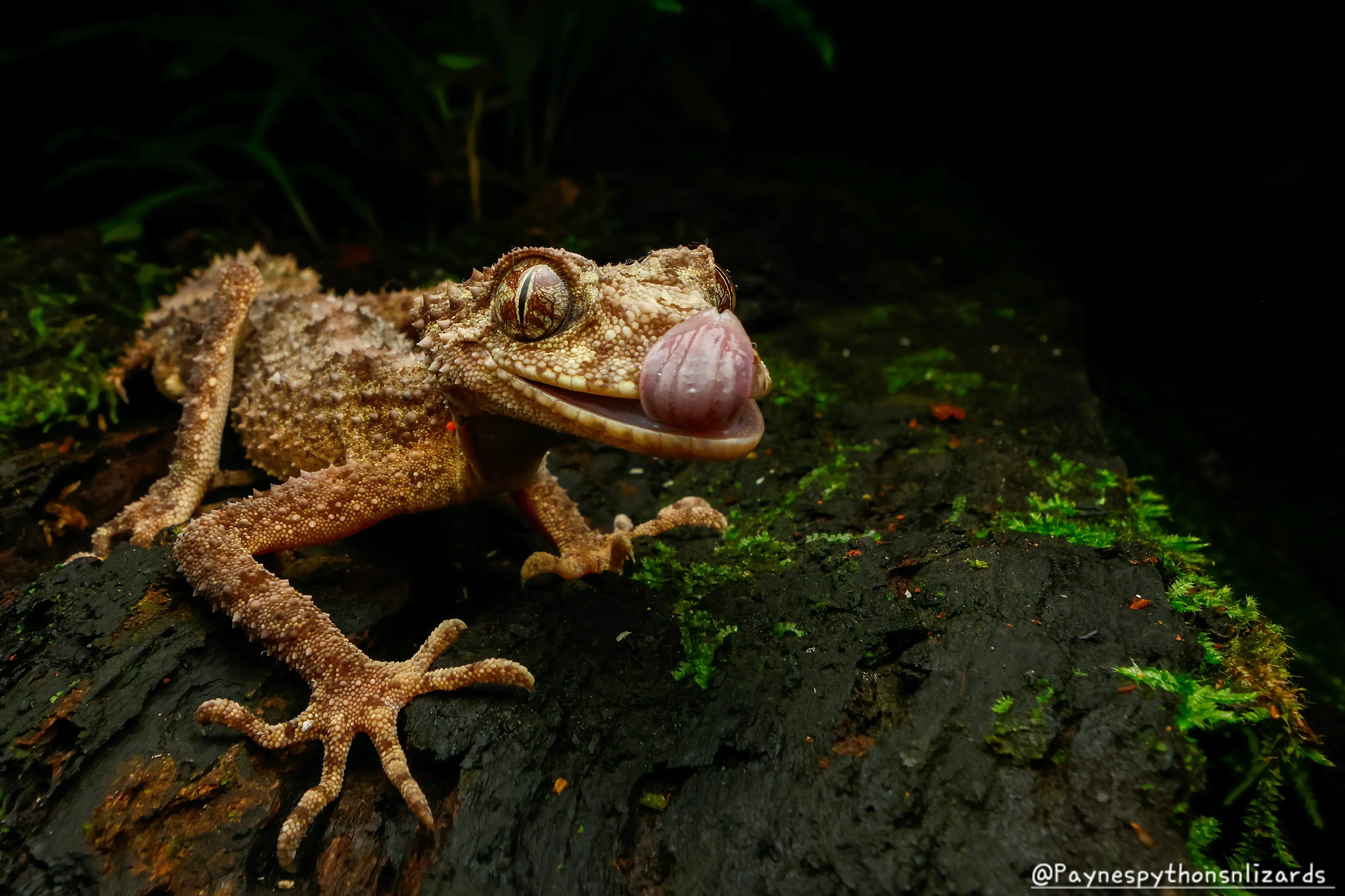 Moritz's Leaf-tailed Gecko (Saltuarius moritzi)