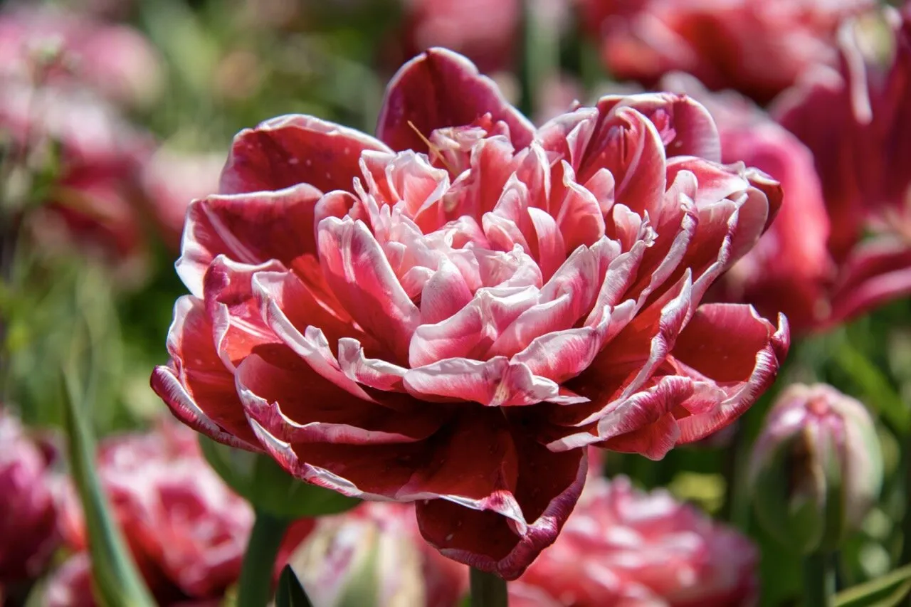 Bloom on a Sunday Afternoon