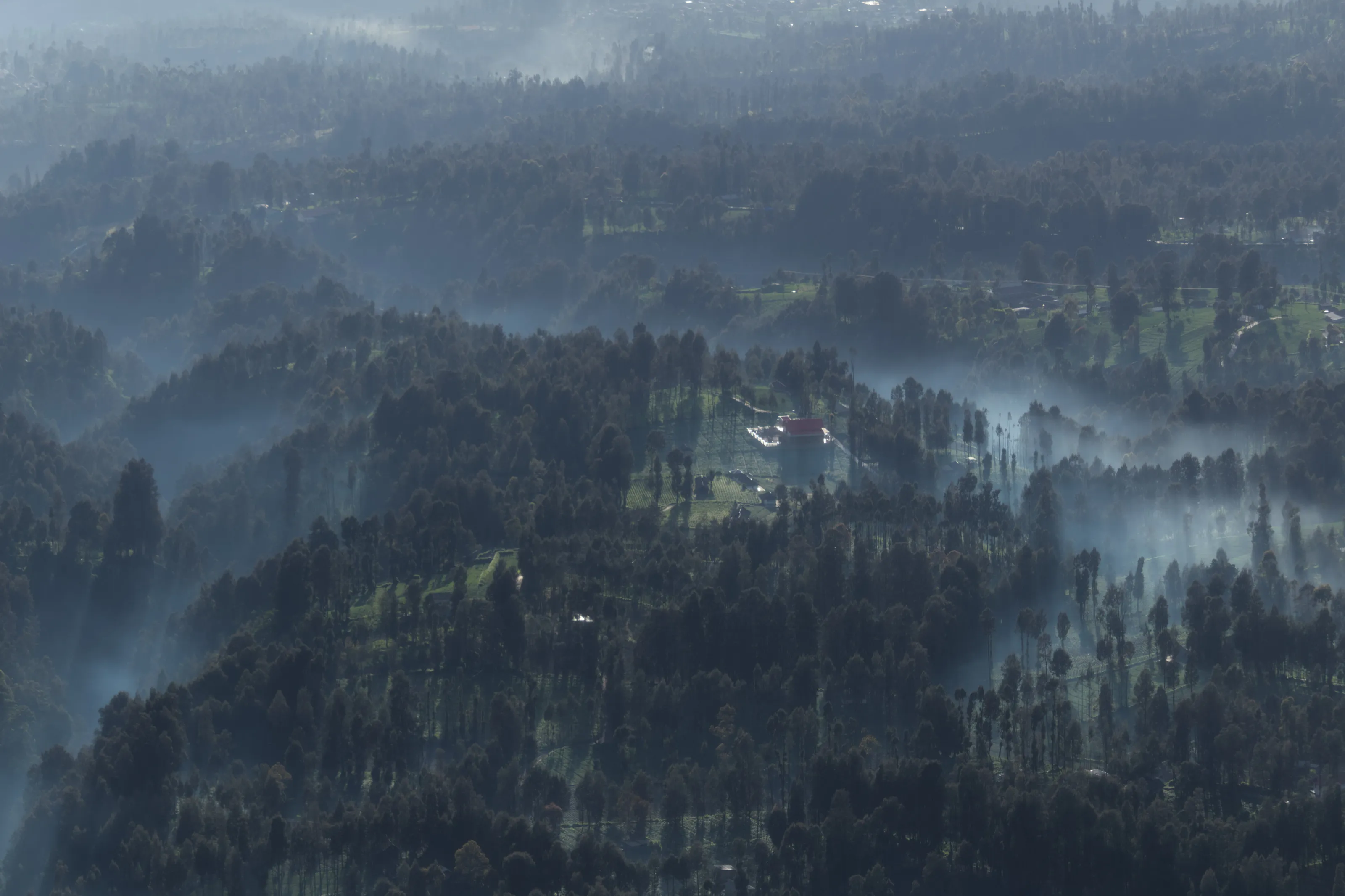 Forest Fog
