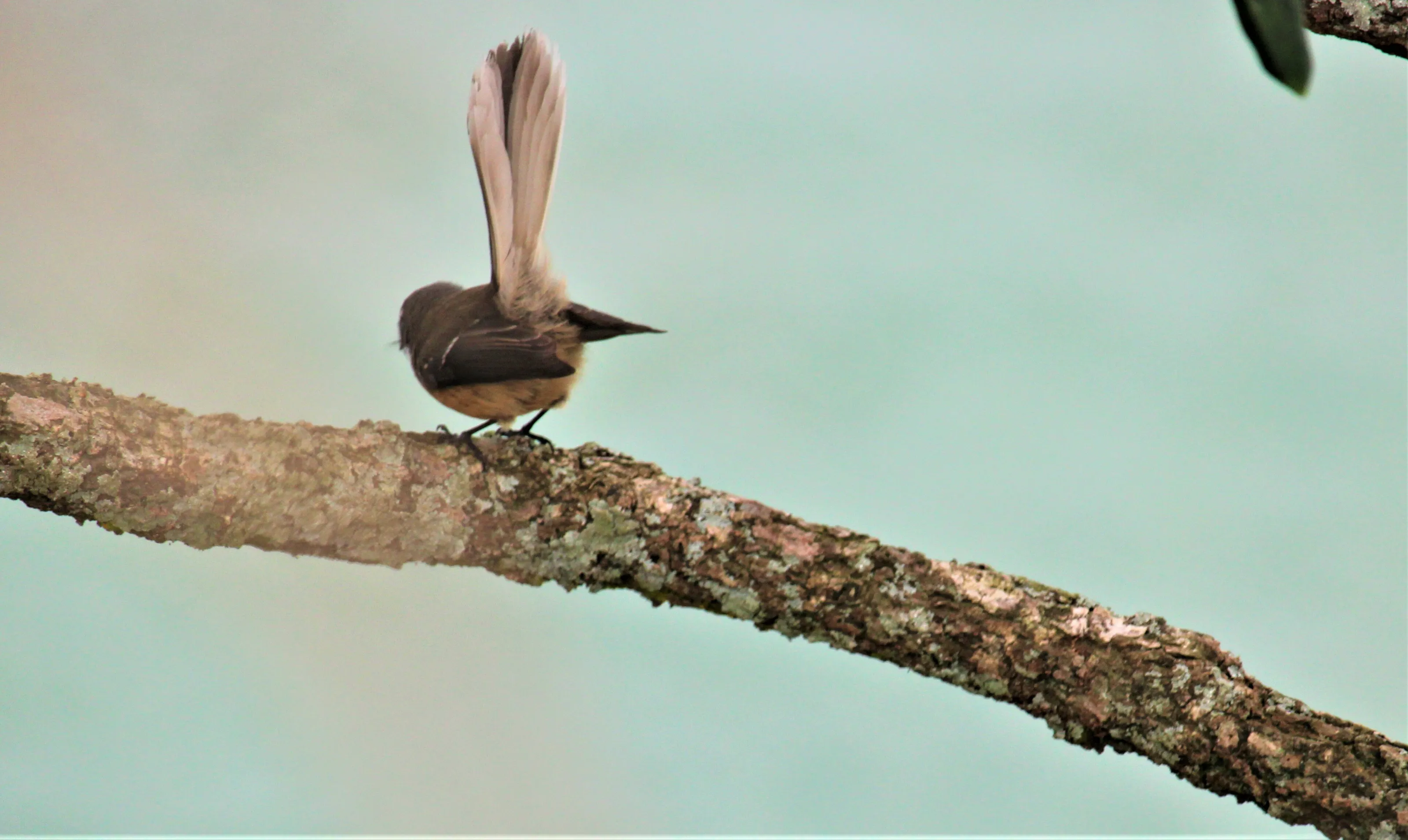 Fantail