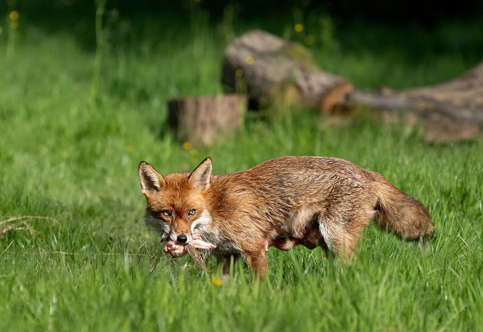 Vixen with food for cubs