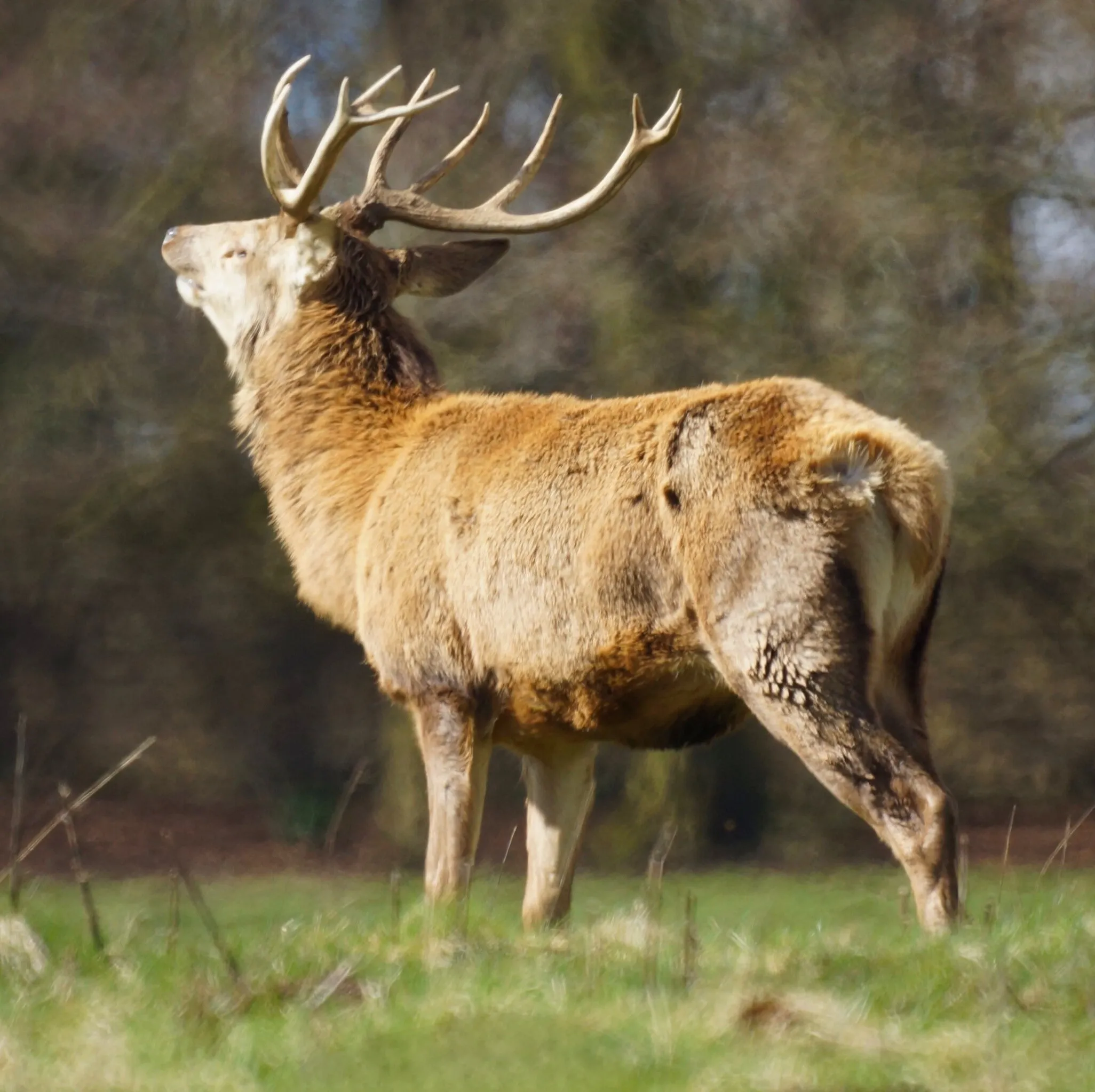 Stag