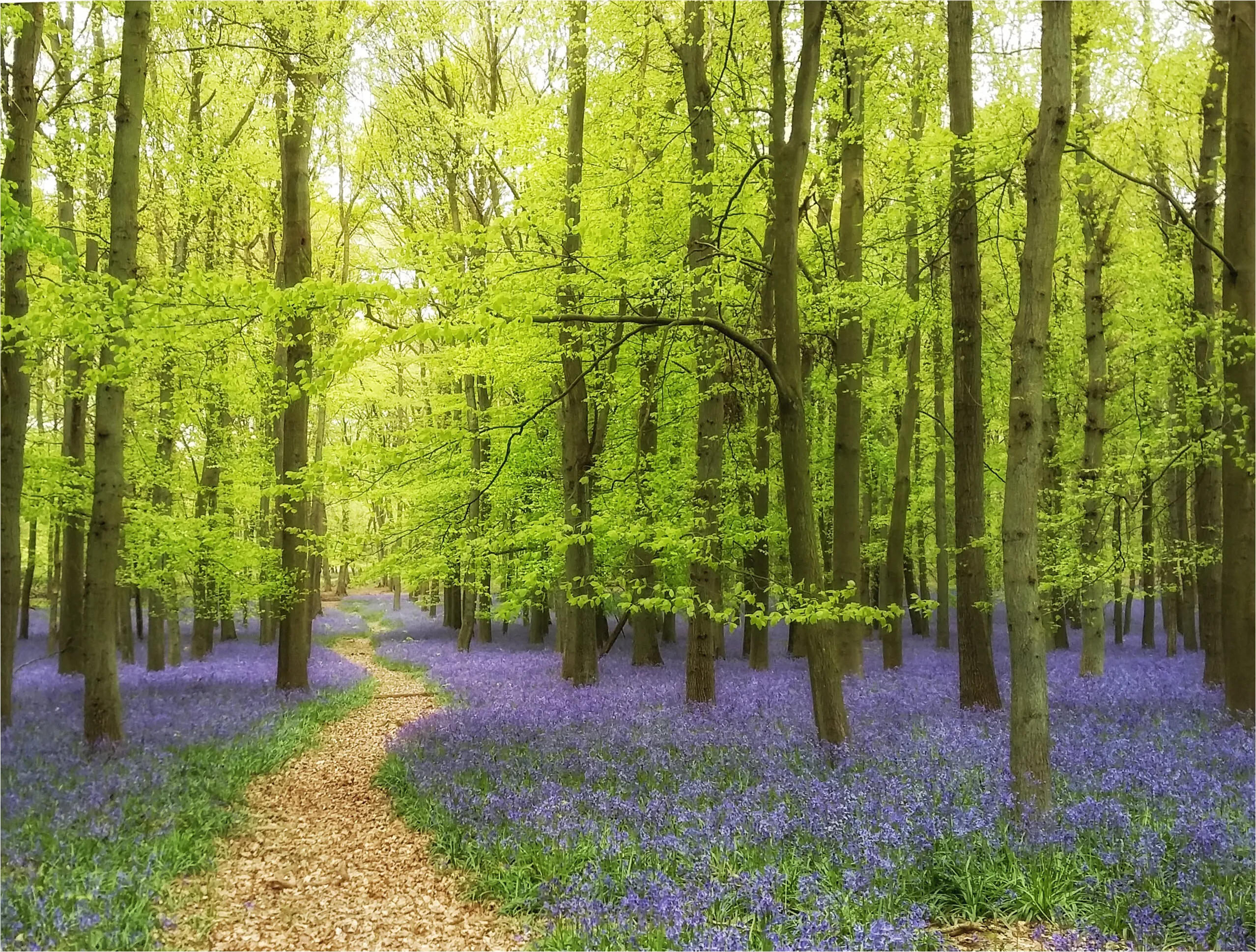Dockey Wood
