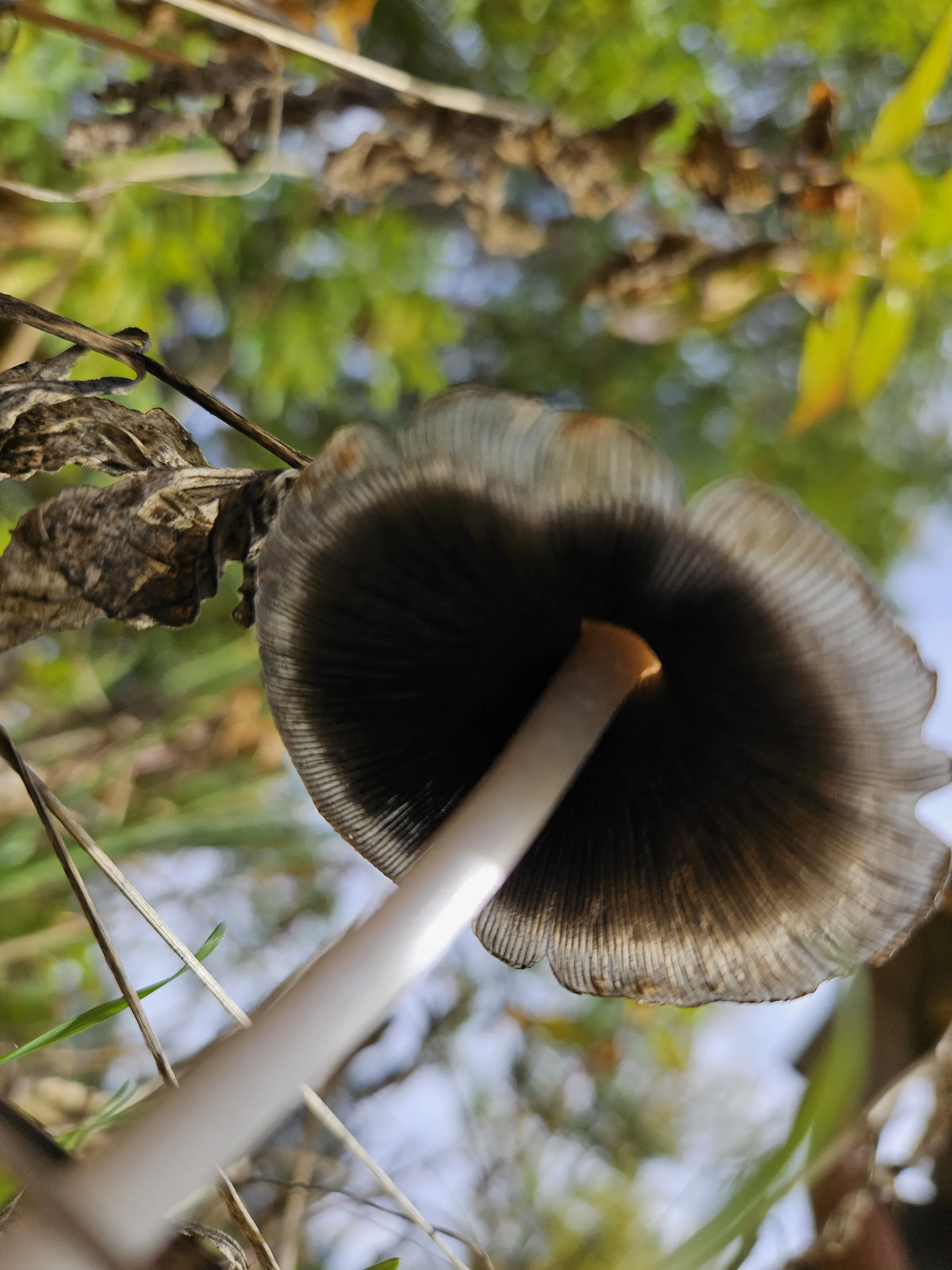 Riverside parasol