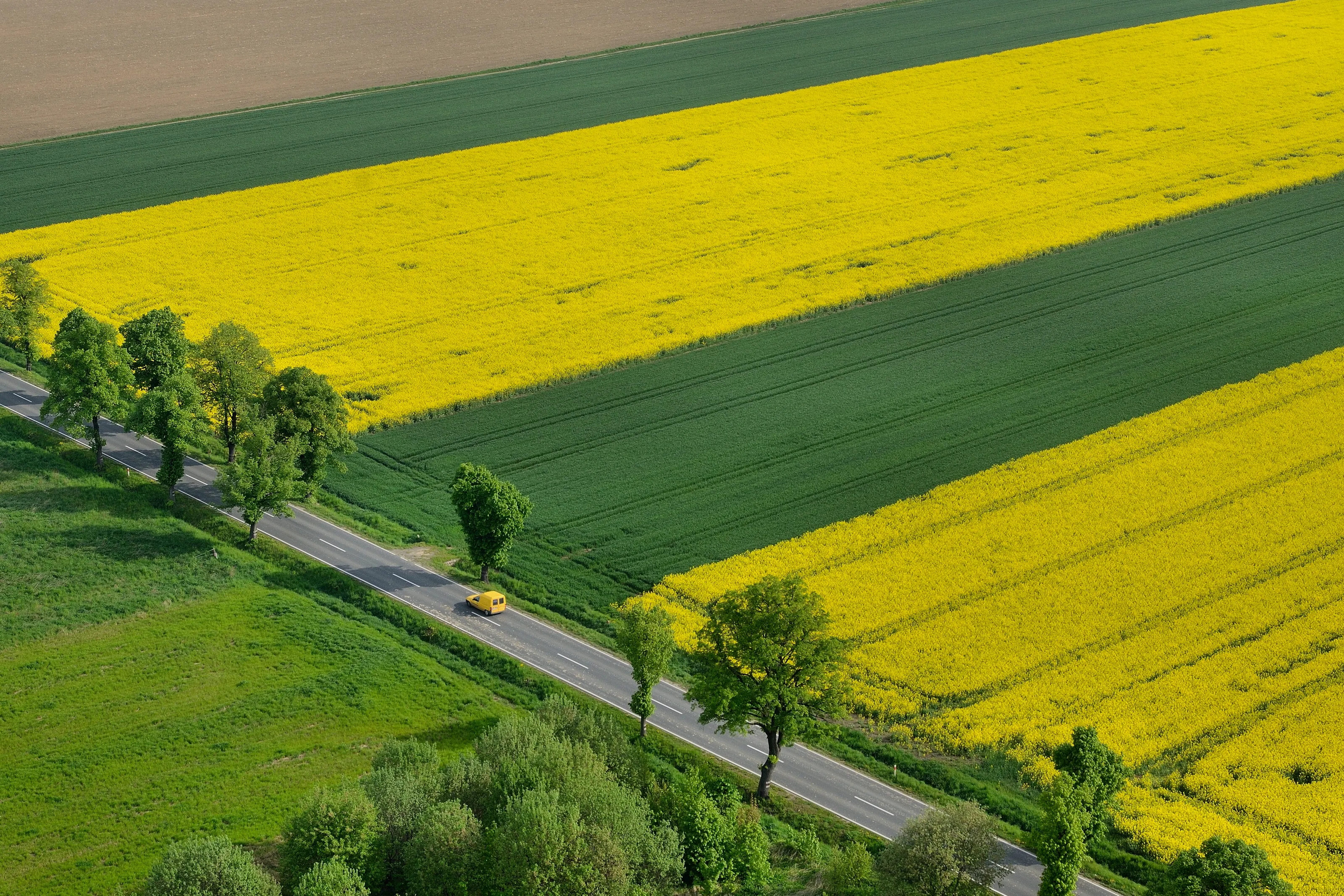 Rapeseed from a balloon