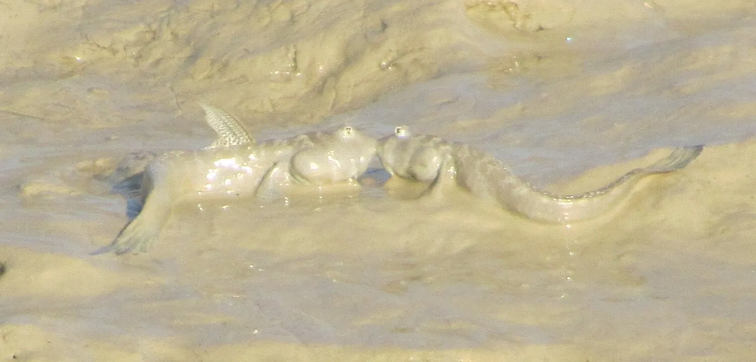 Mudskippers kissing