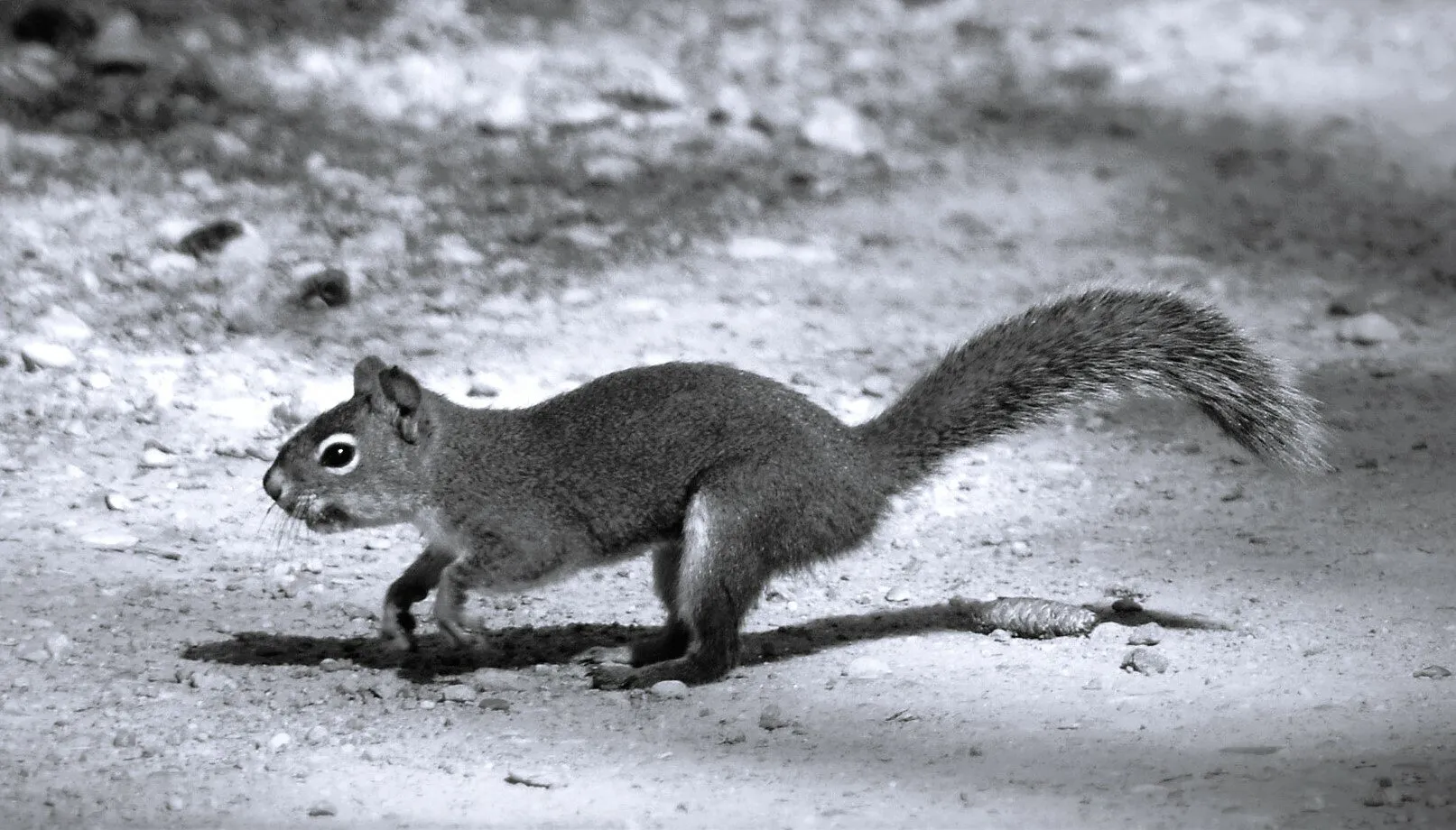 Run squirrel Run!!!