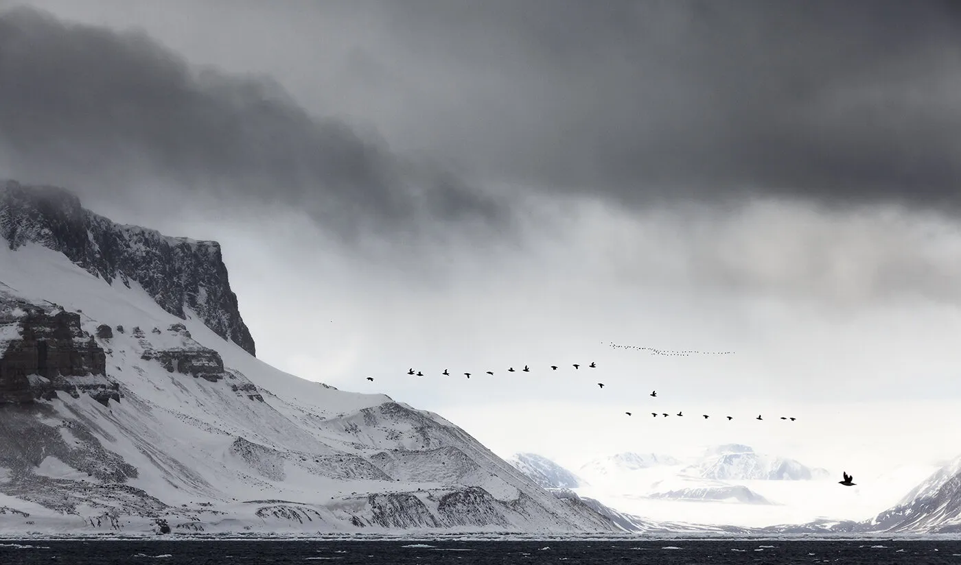 Flight of the Guillimot