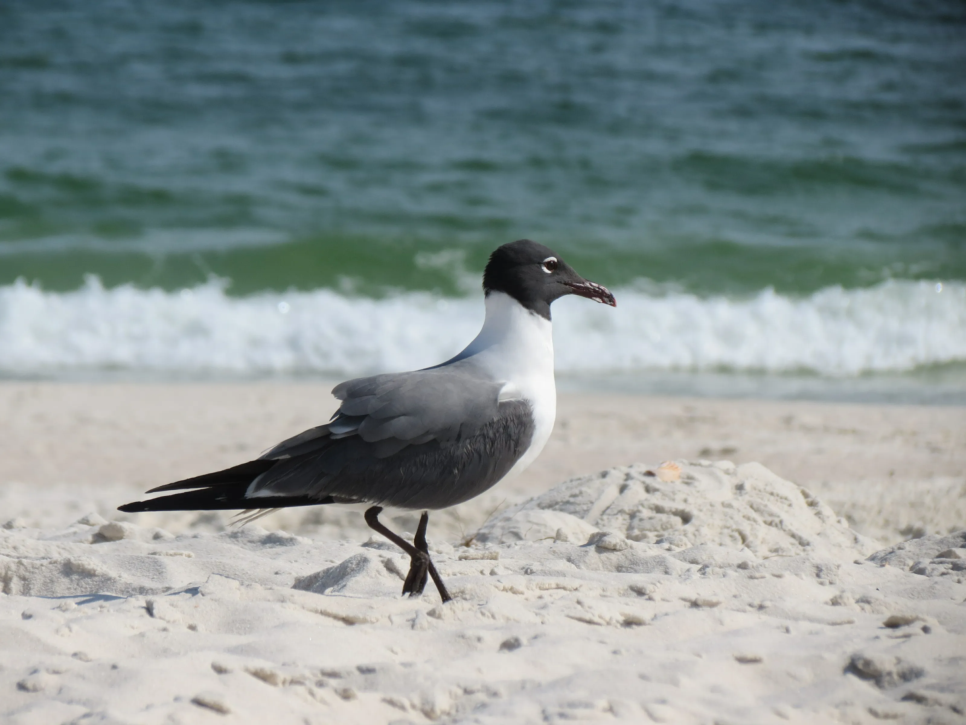 Pensacola, Flordia