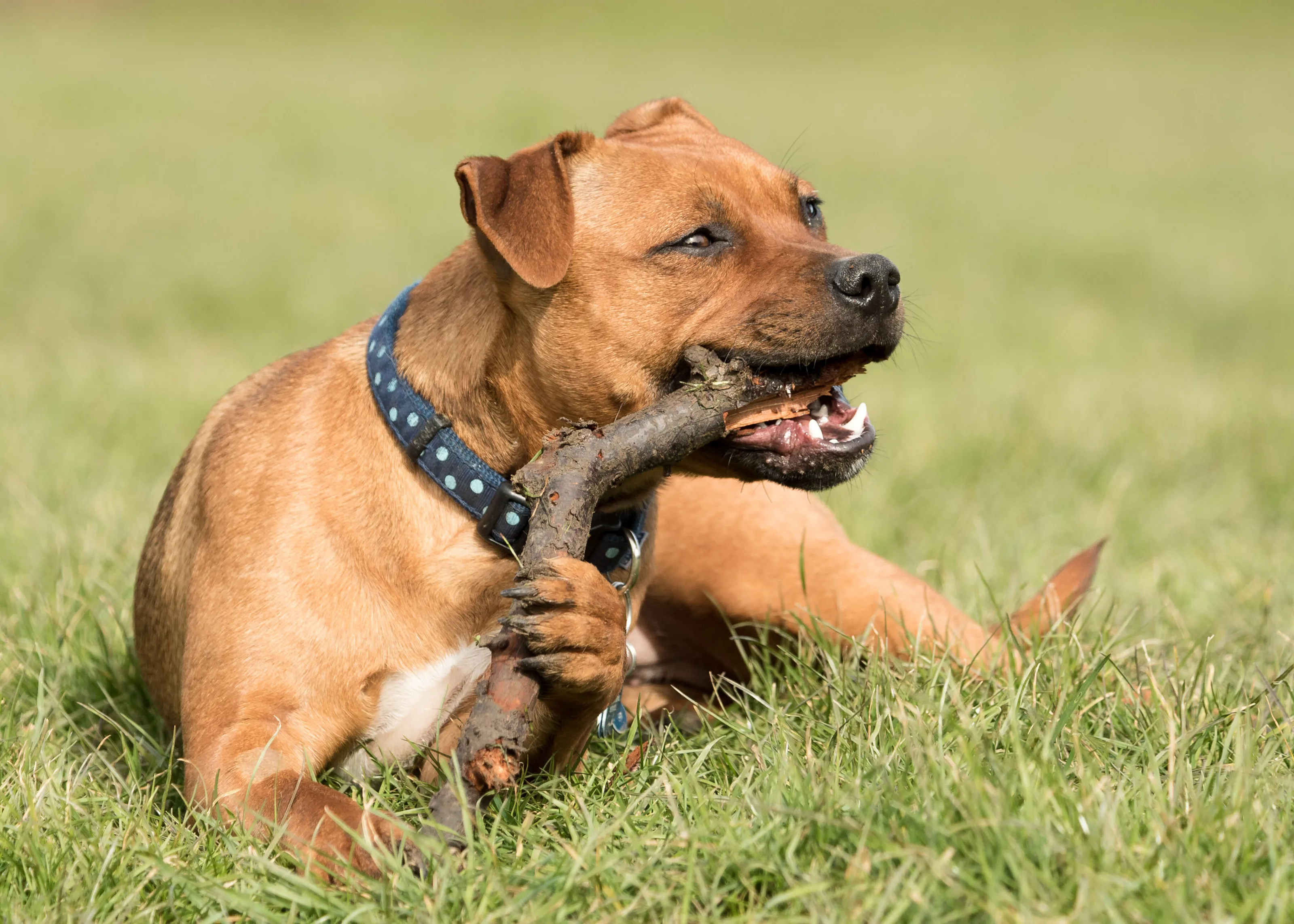 Stick muncher