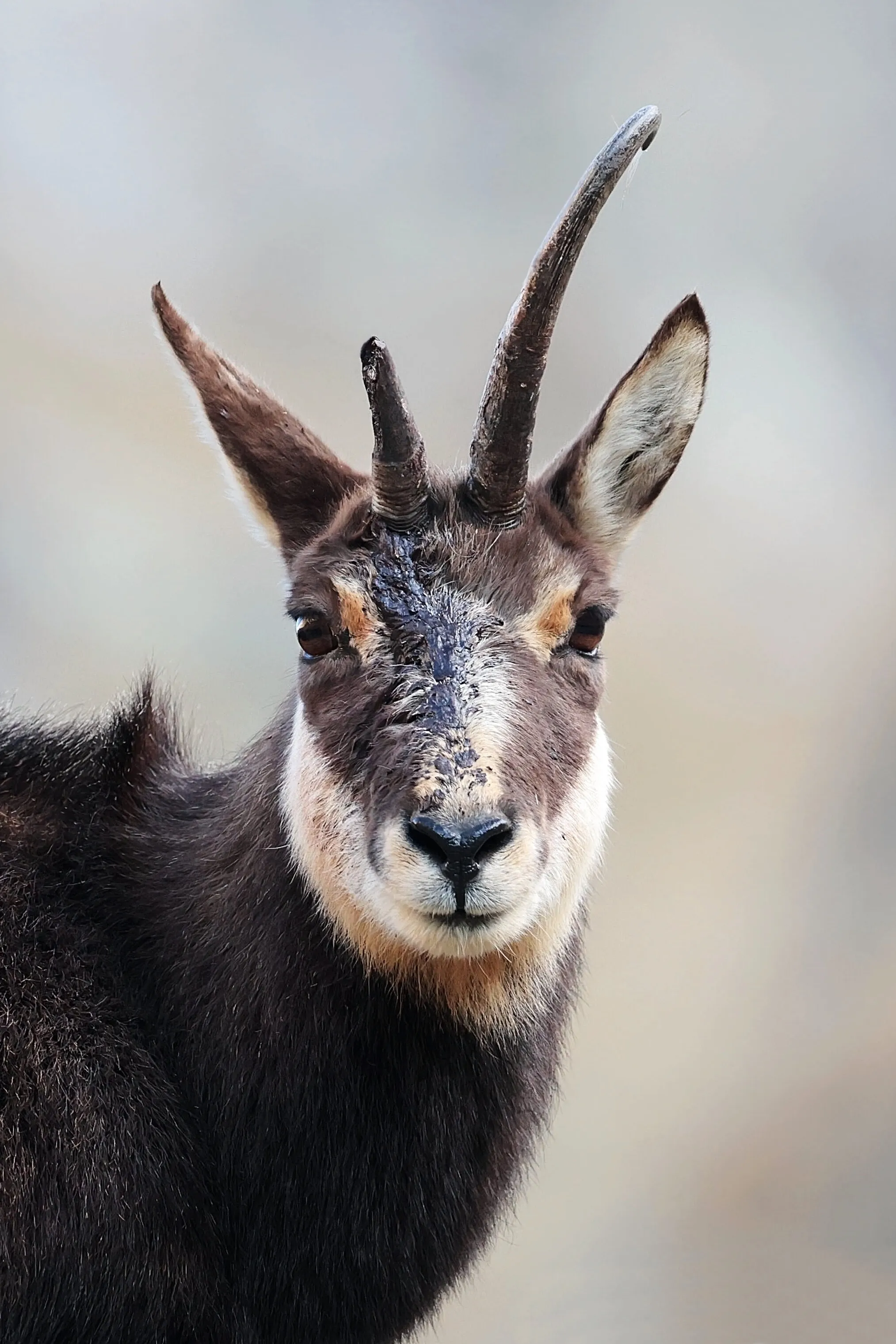 Chamois avec une corne brisée