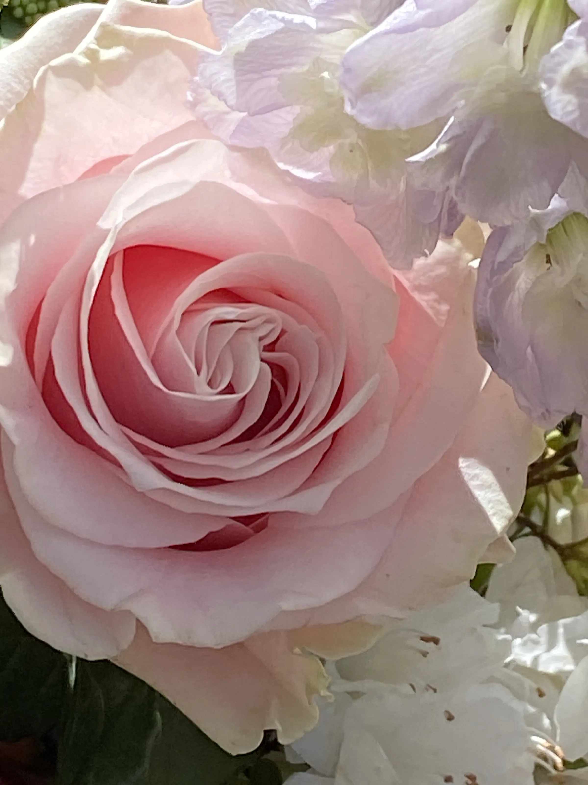 Pink rose
