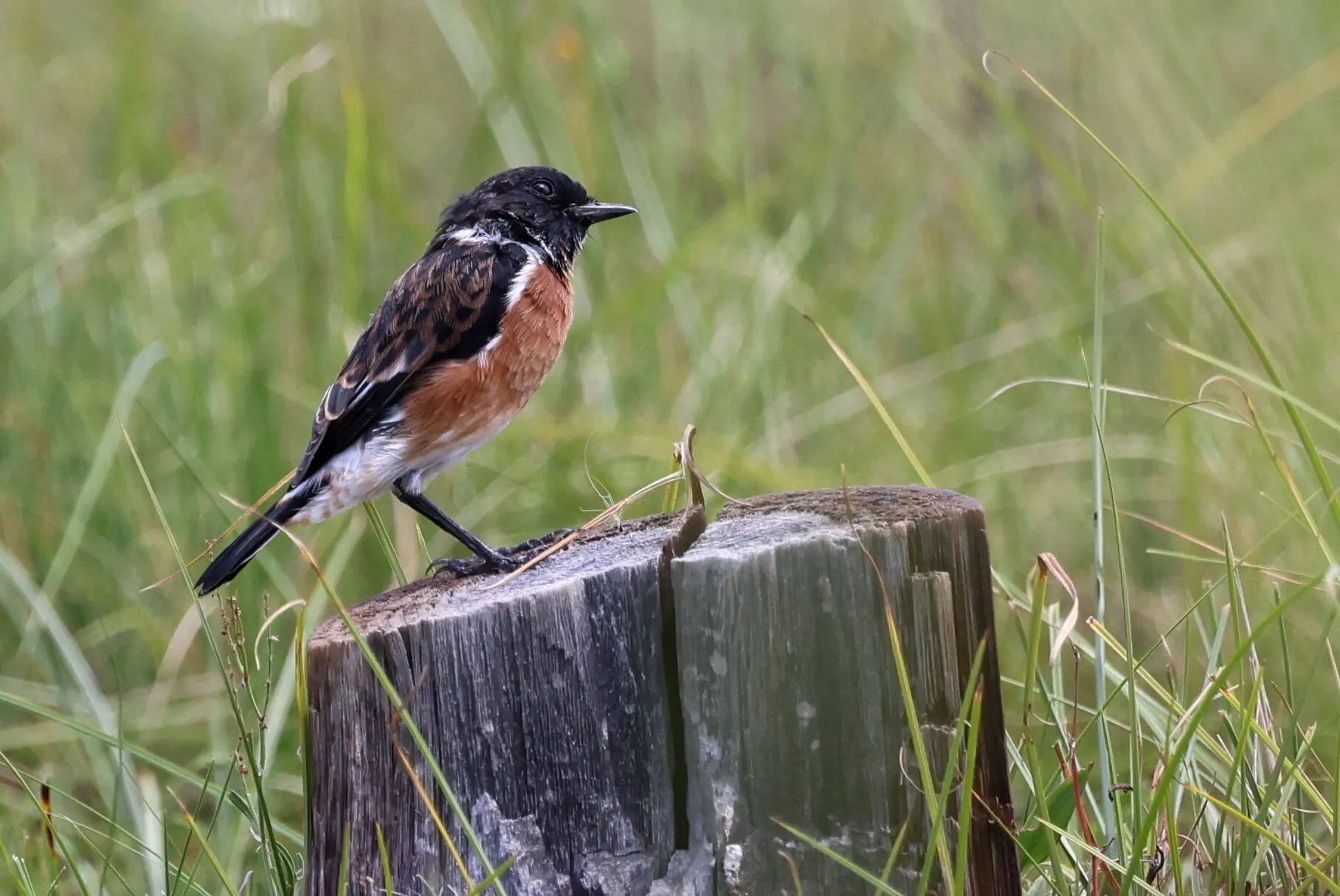 stonechat