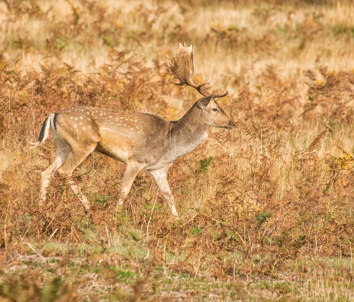 Fallow deer in the bracken