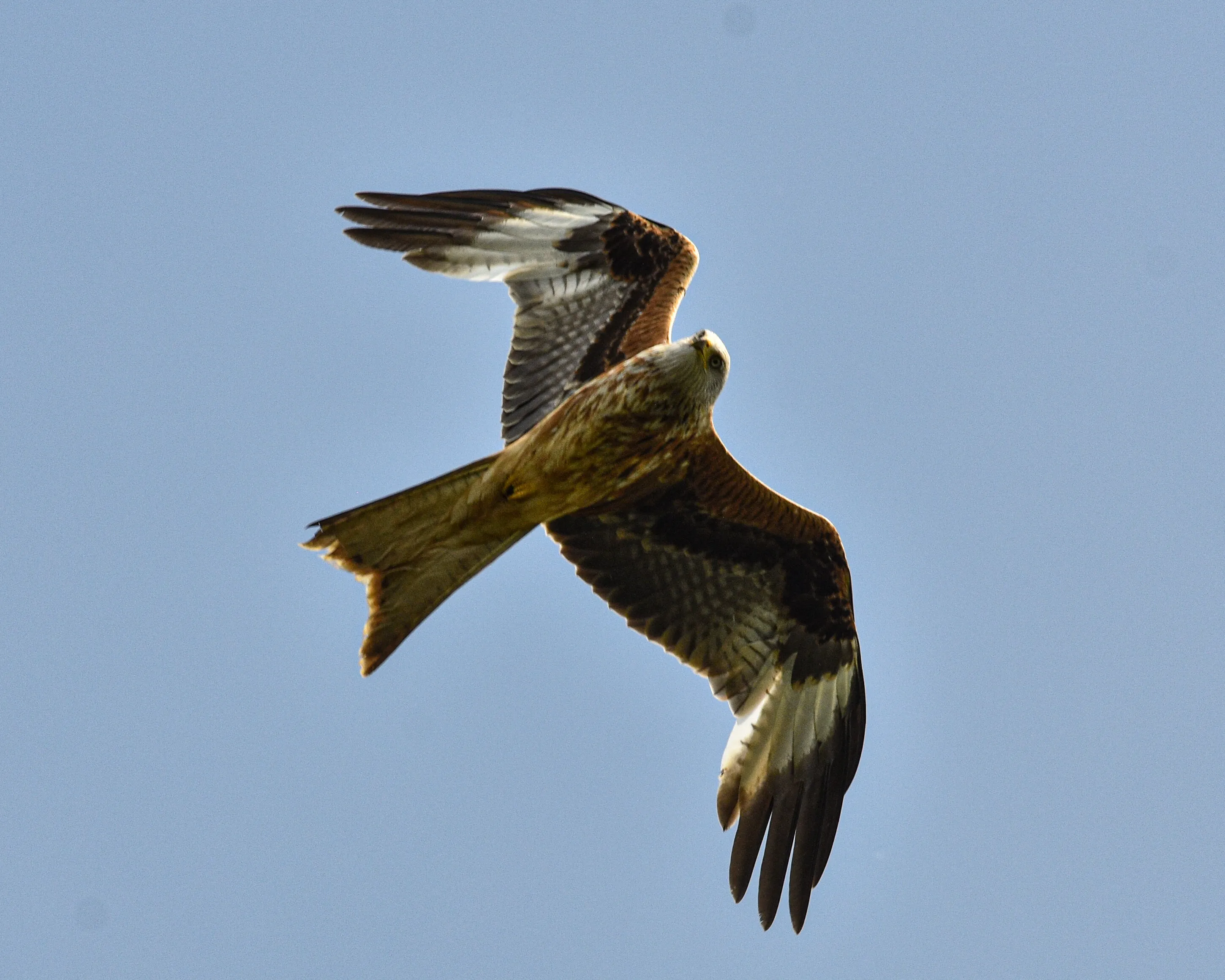 Red kite