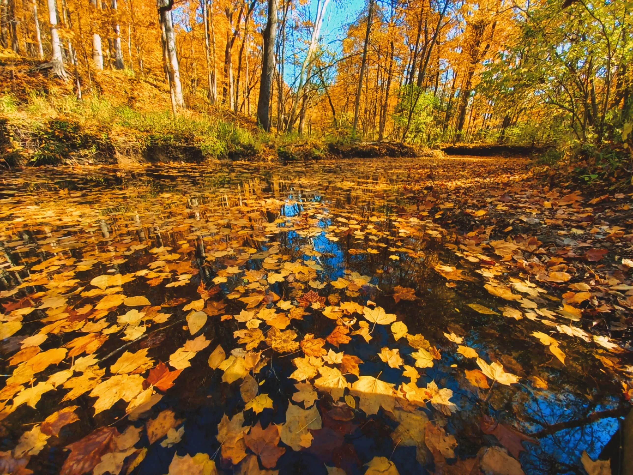 Autumn Creek