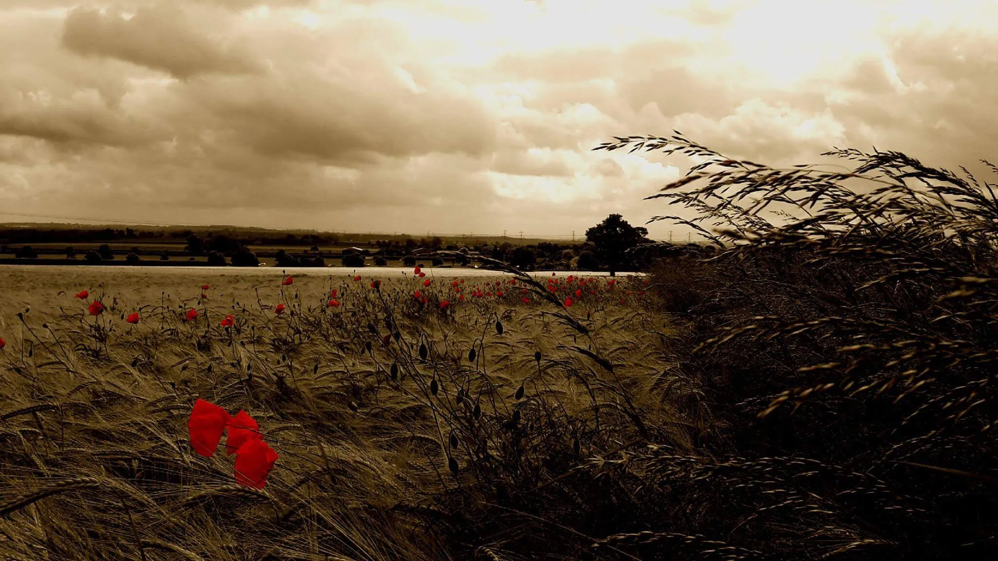 Field of dreams