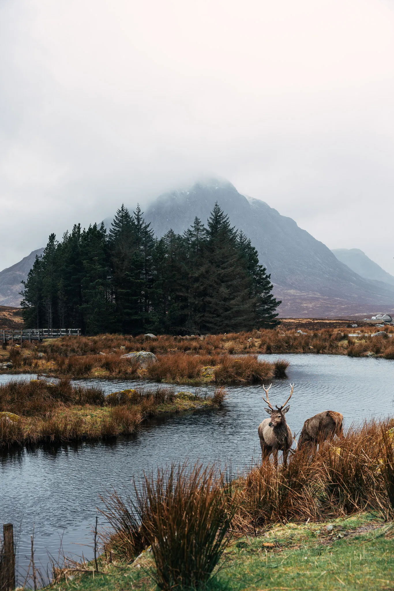 landscape with wildlife