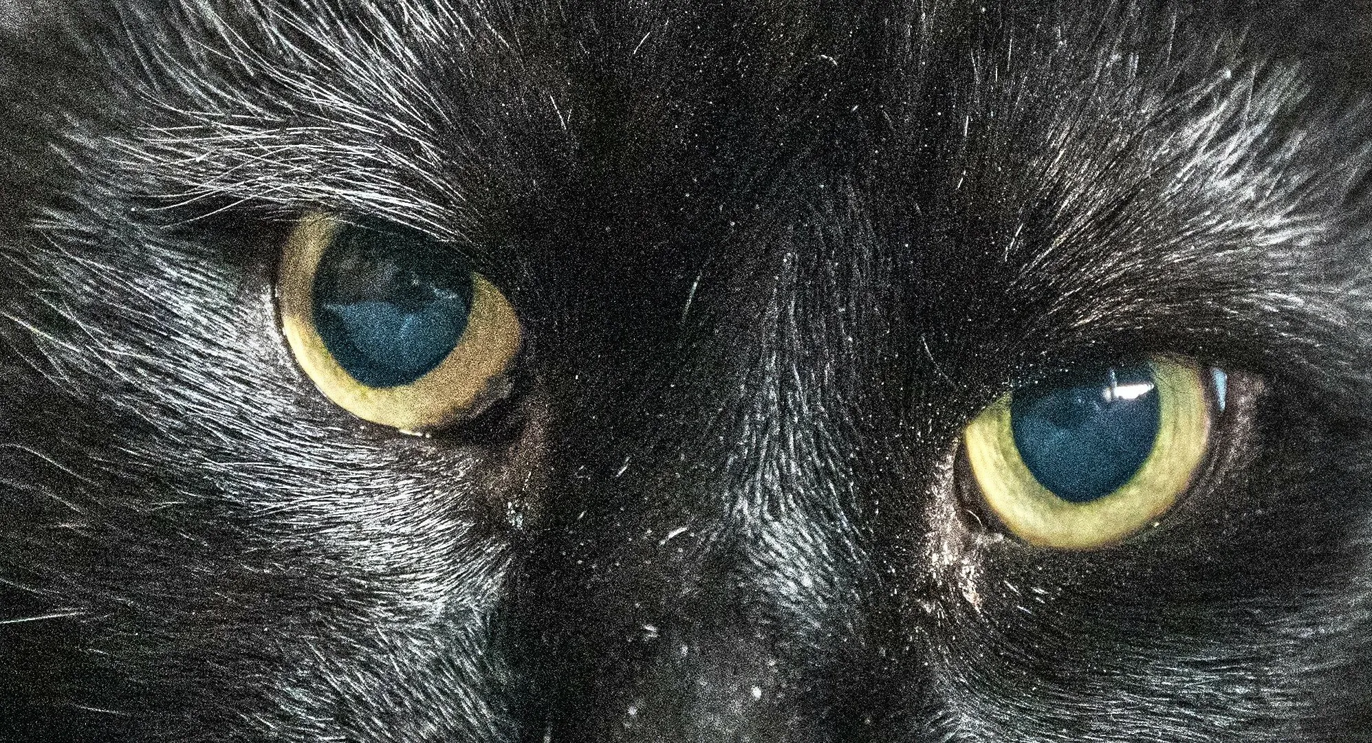 Oscar