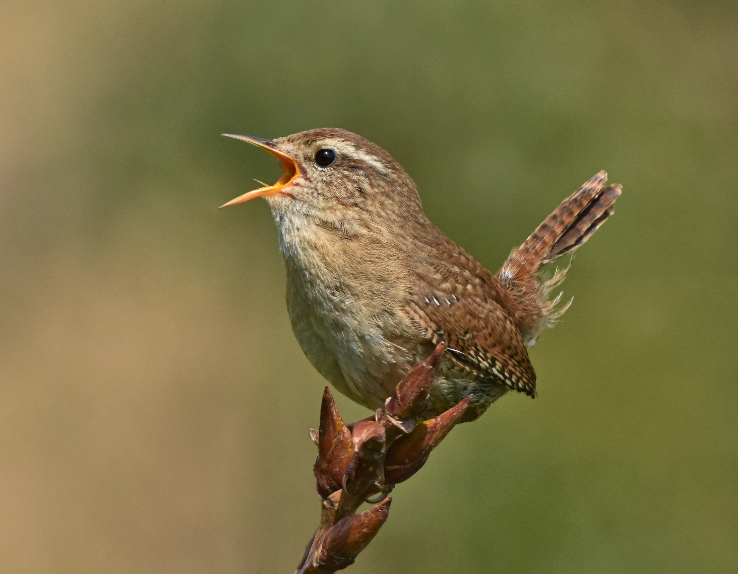 Singing Wren at RSPB Greylake