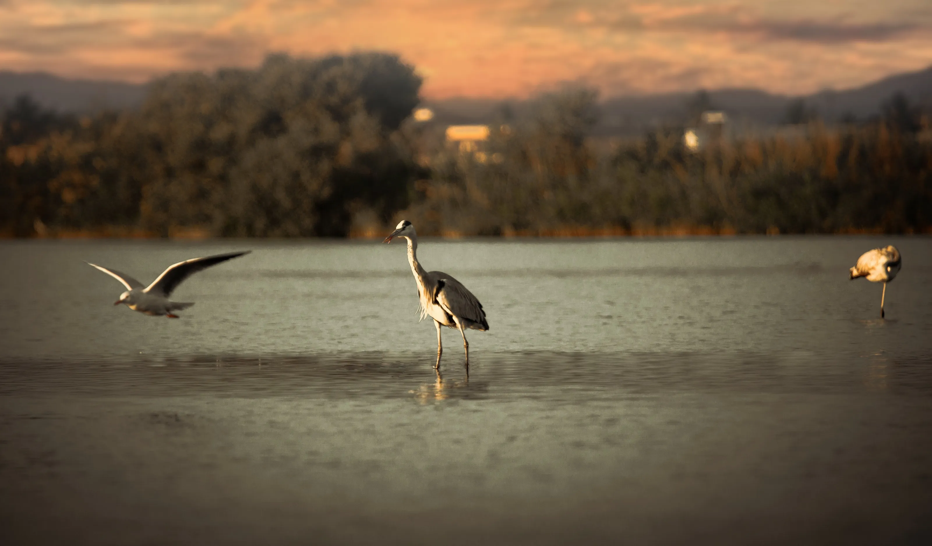 Lake birds