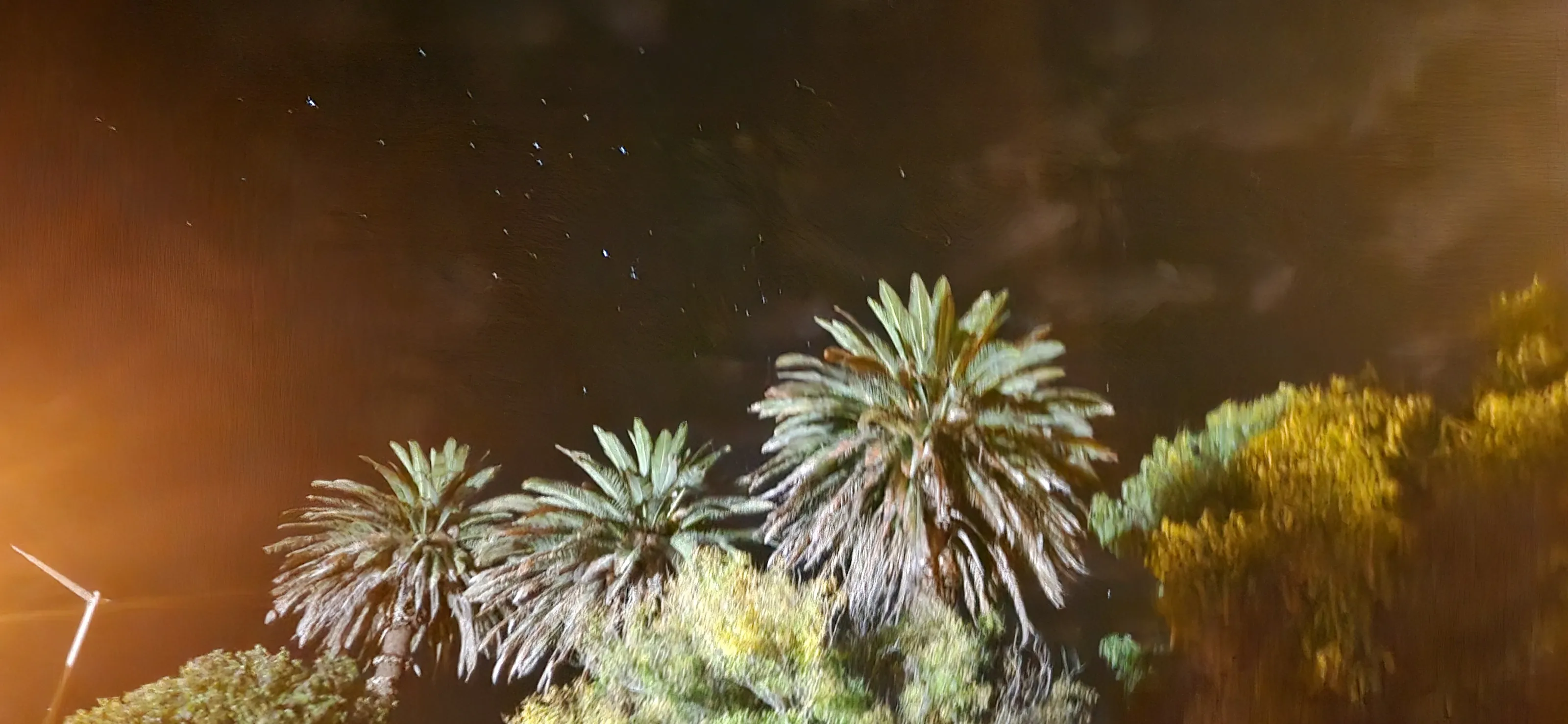 Nightskies ✨️🌙🌴