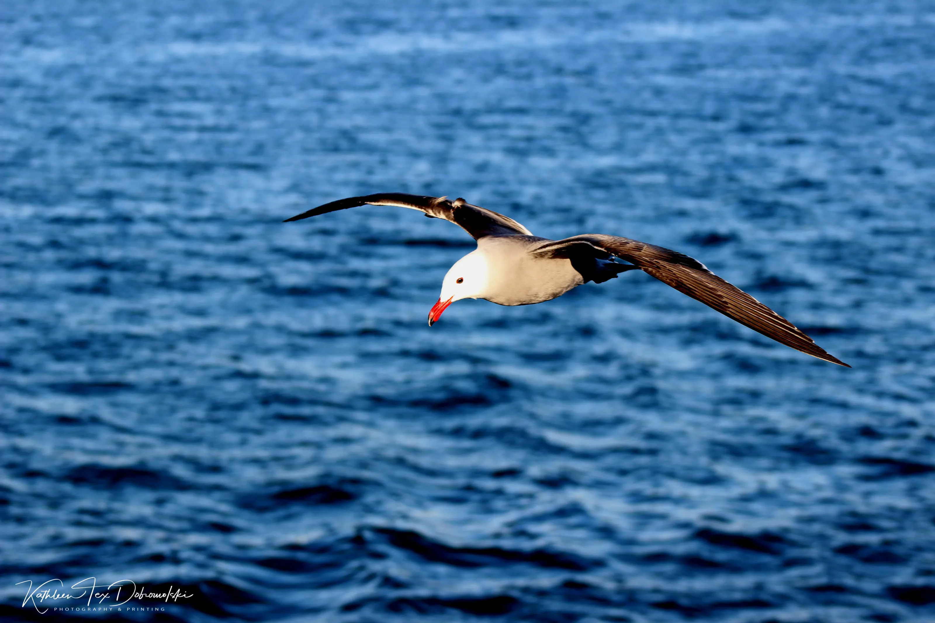 Boat Trip Escort