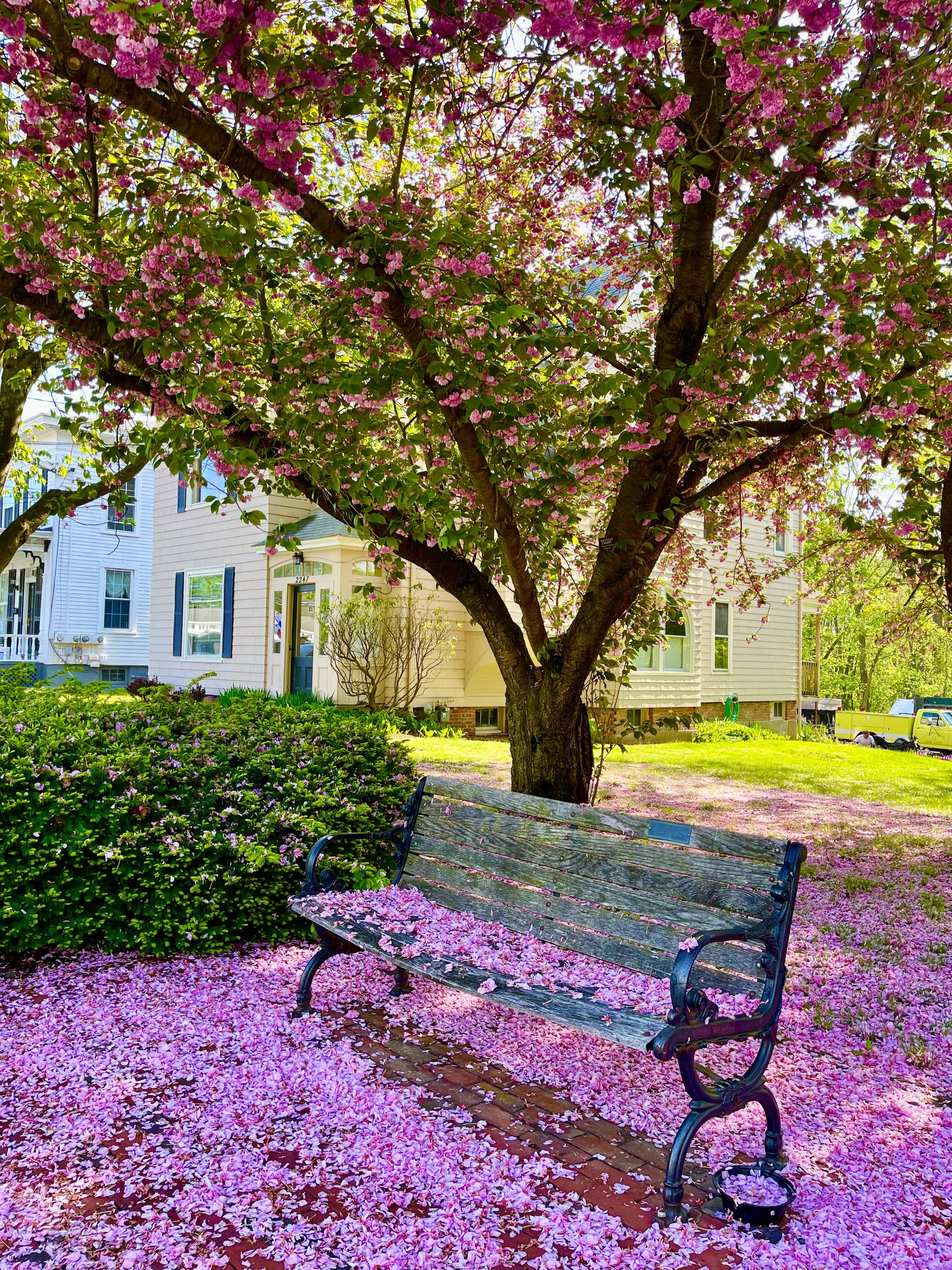 Pink Spring in New England