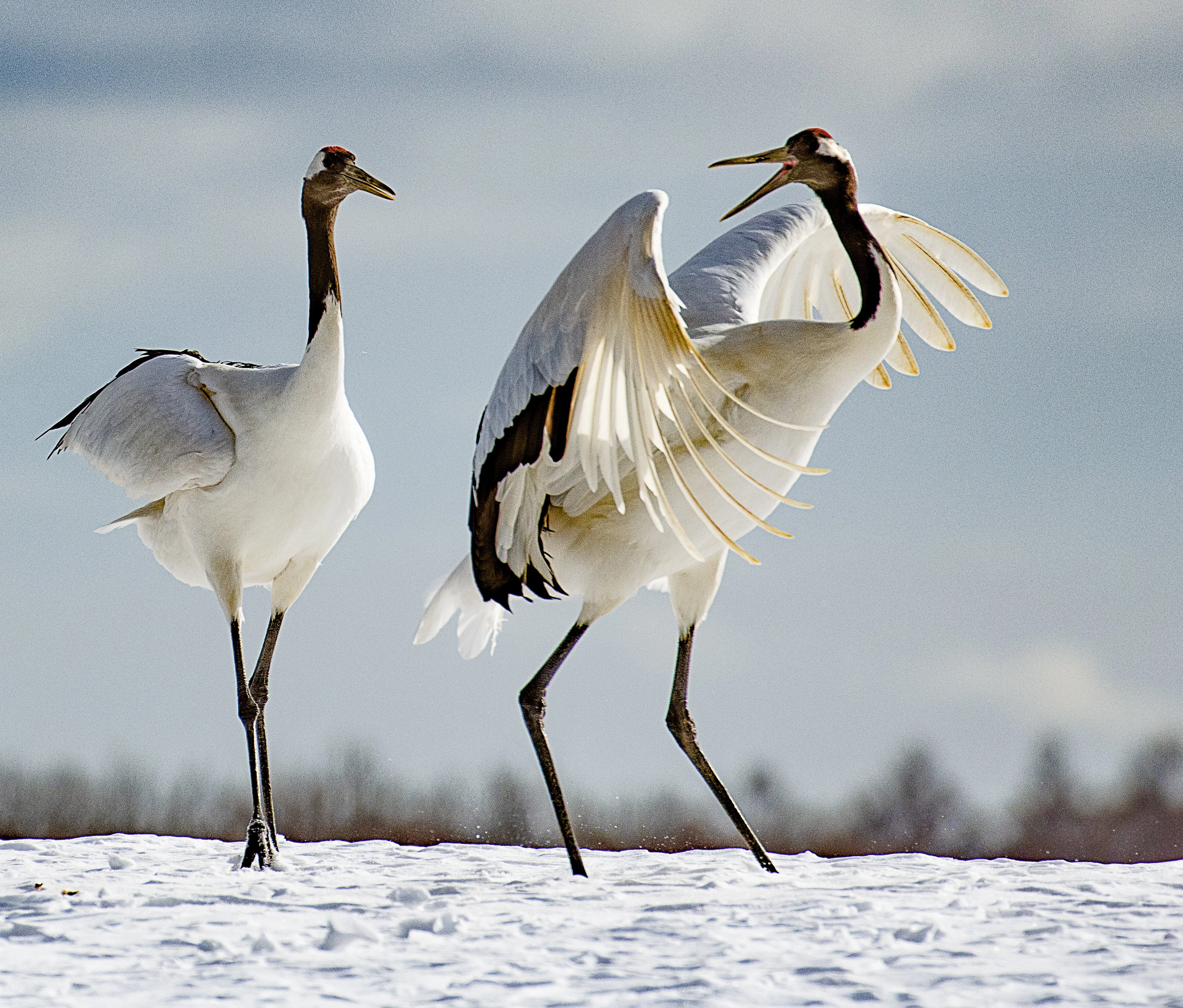 Red-crowned crane