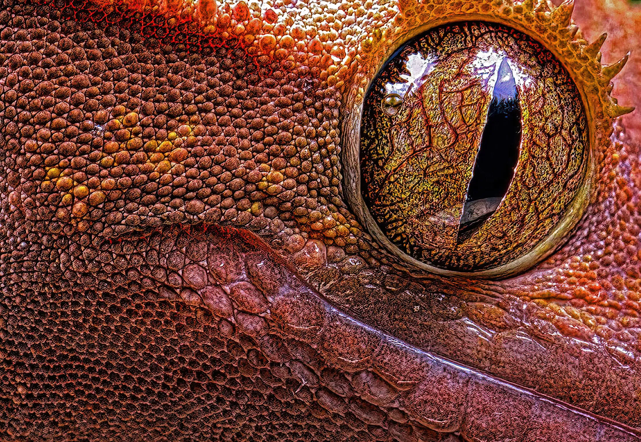 Eye of the Gecko