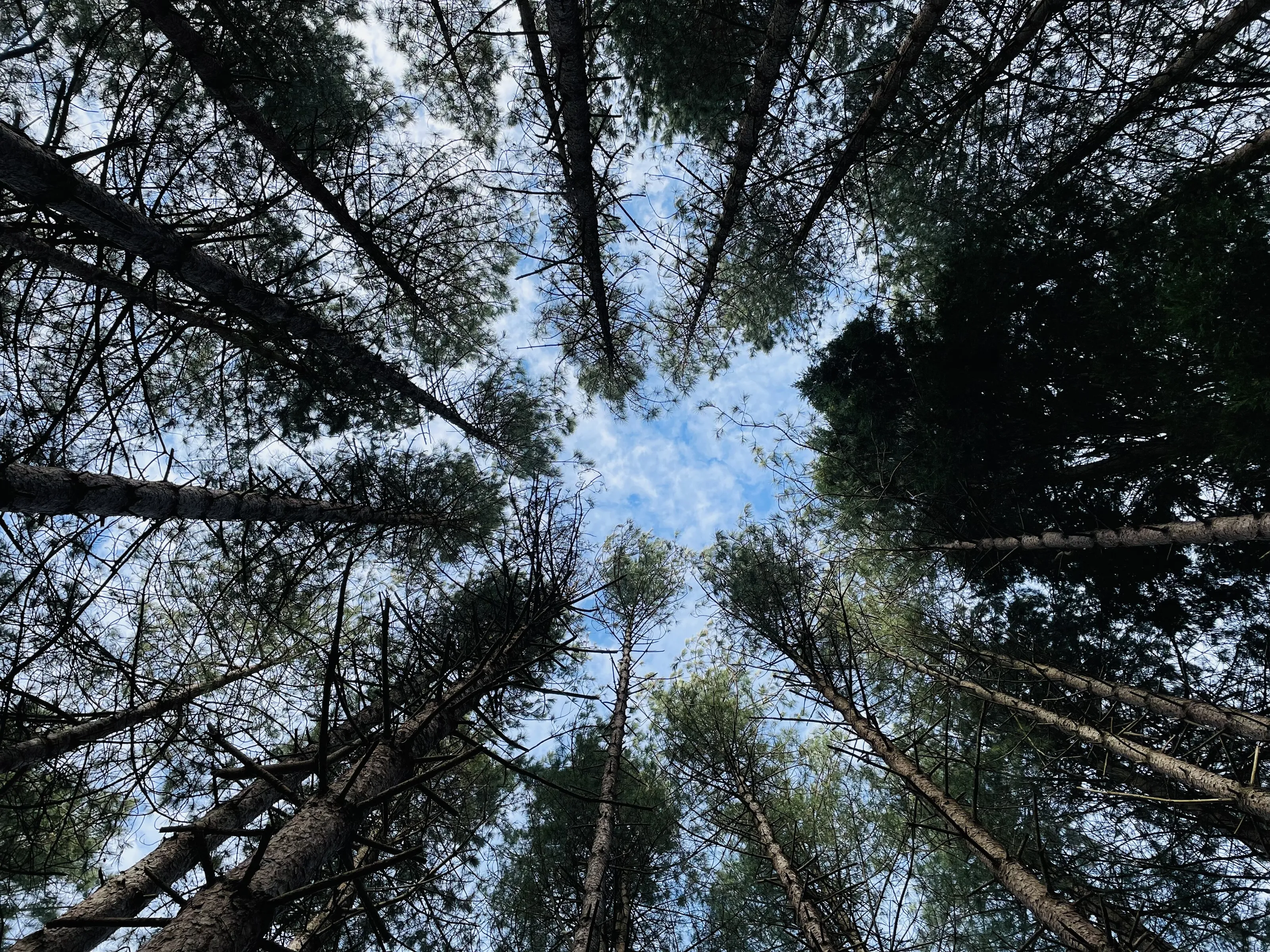 Looking up the sky.