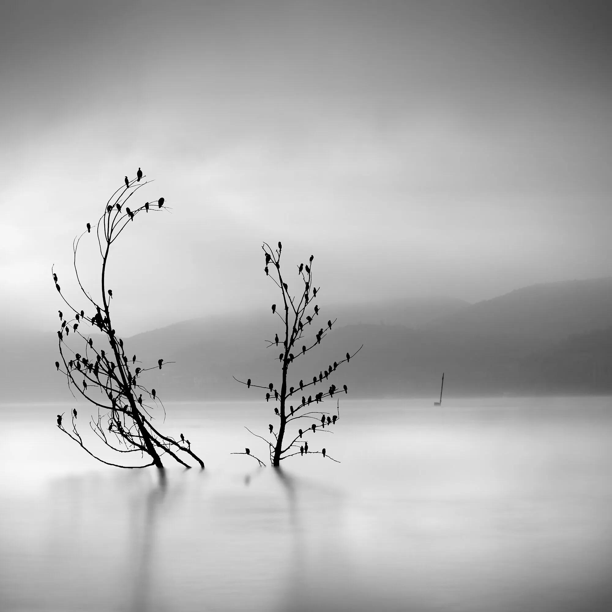 Trees with birds