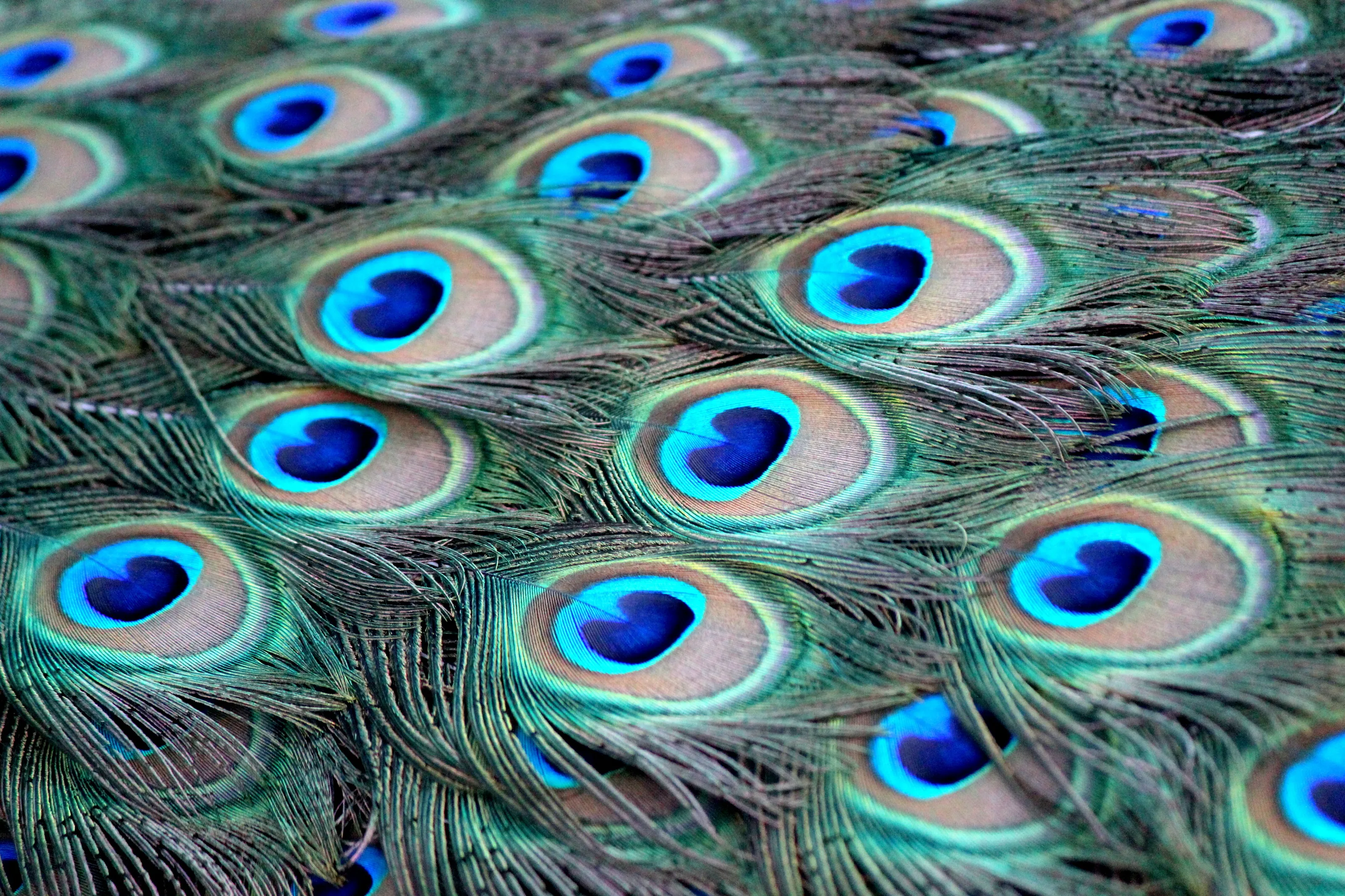 Feathers