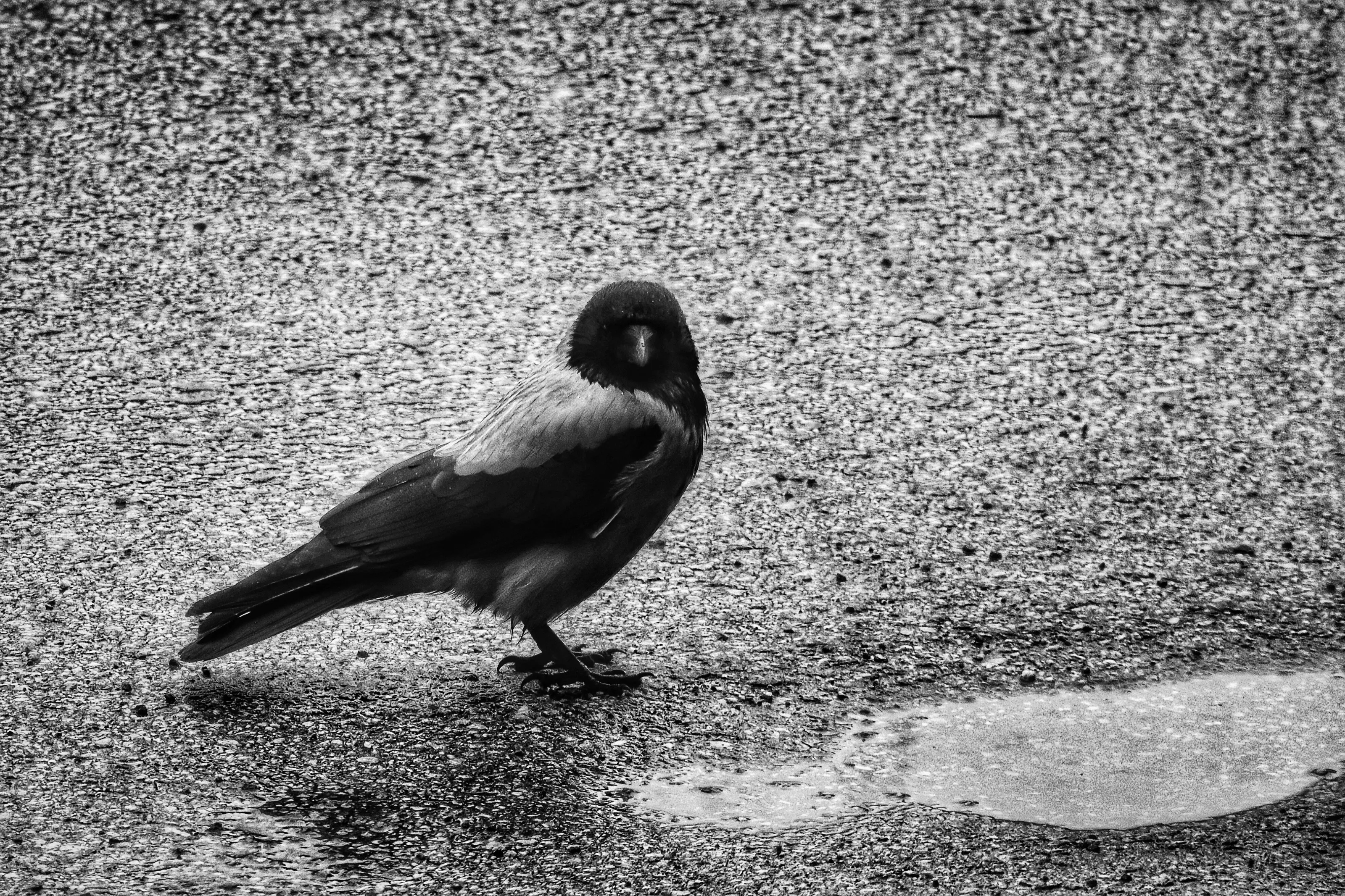 Bird and puddle