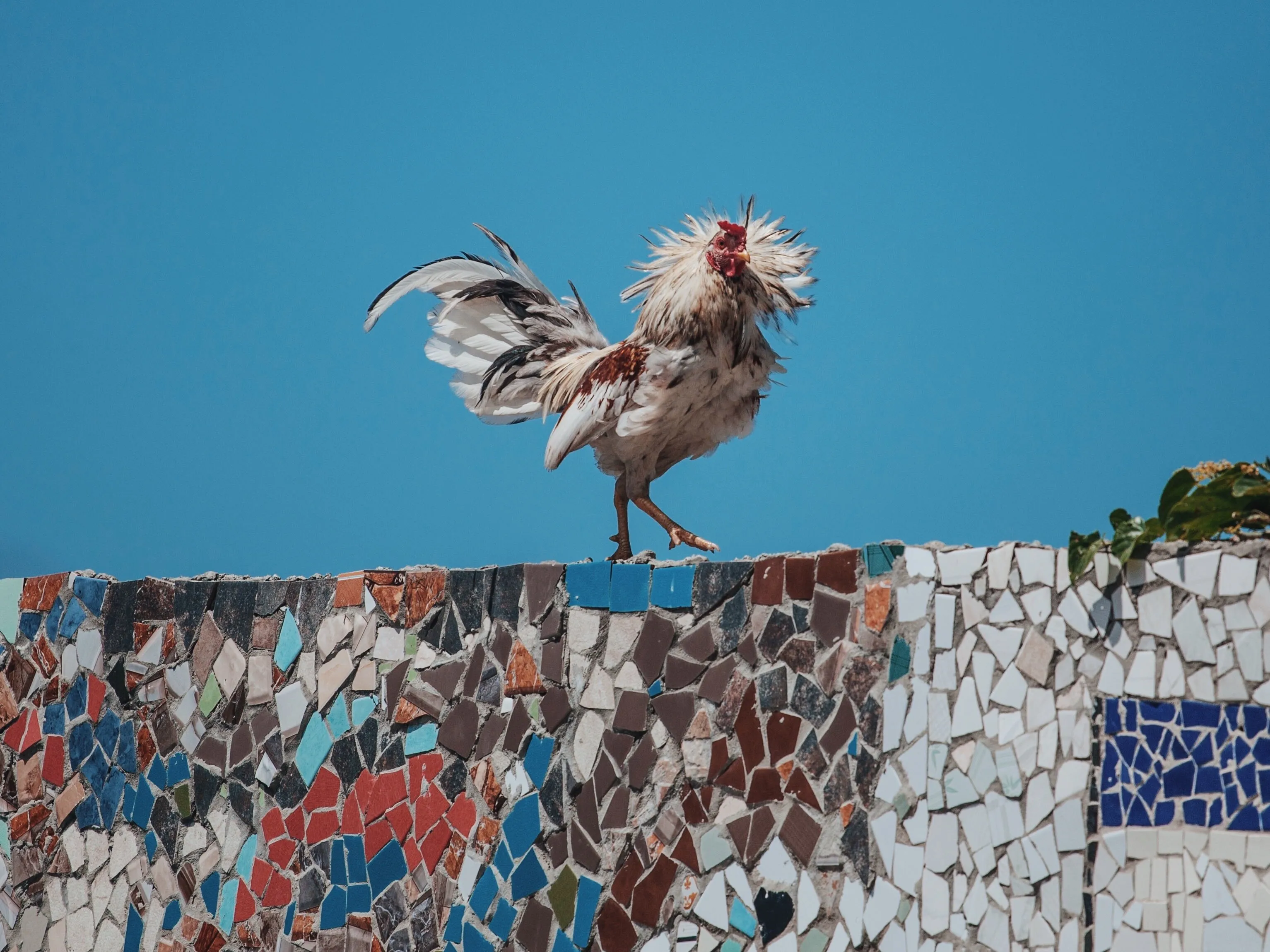 Cuban pollo