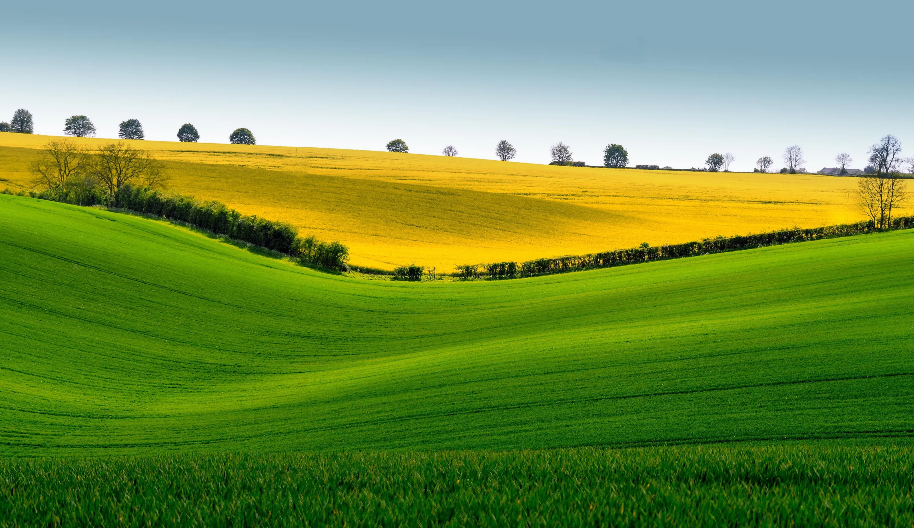 Leafield Layers