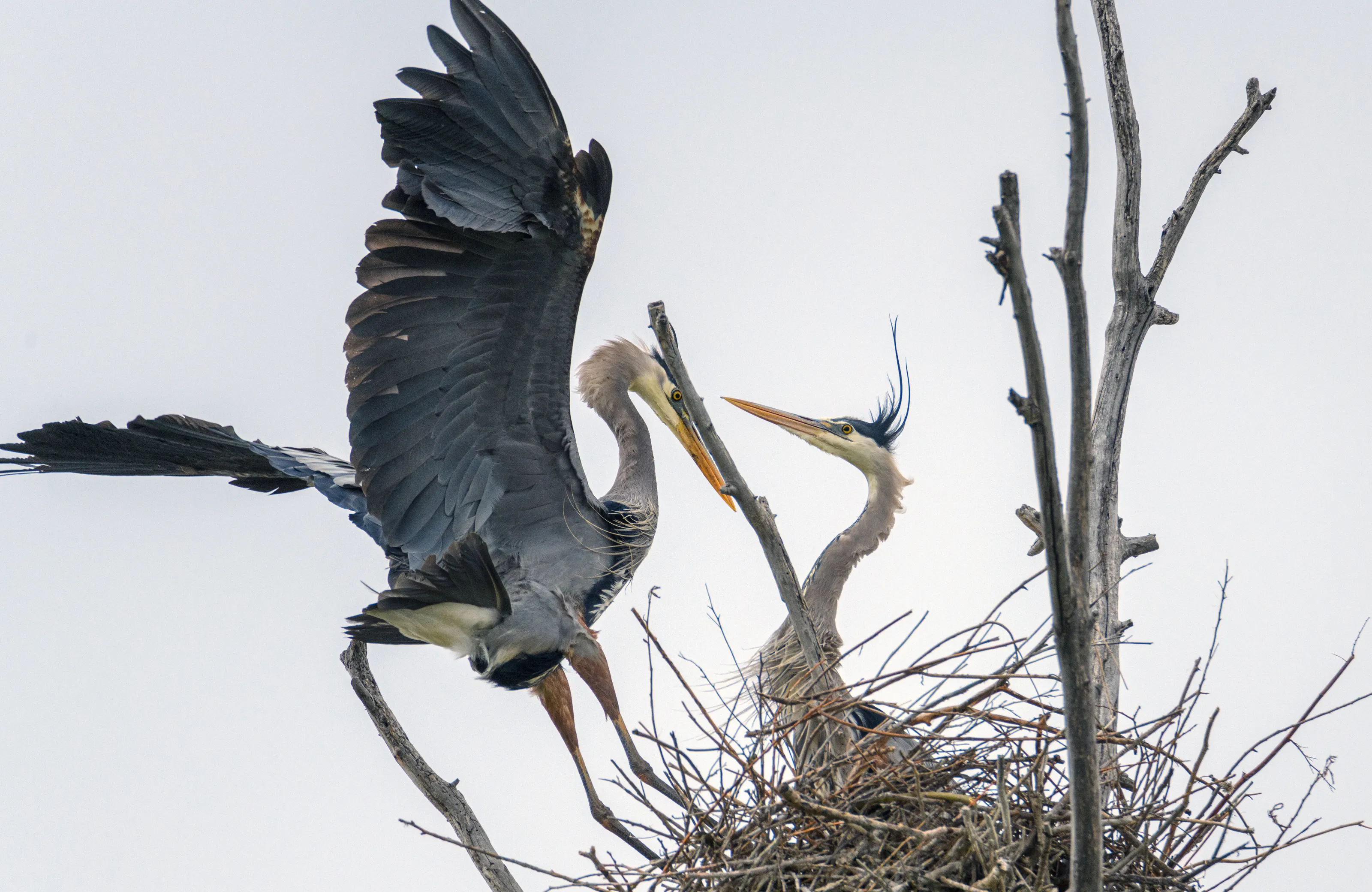 Aerial Affection