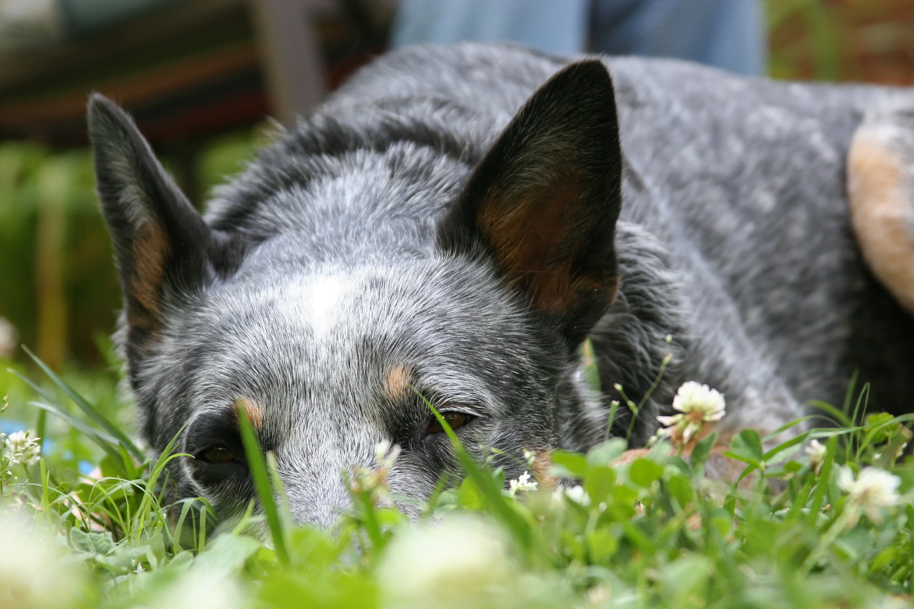 Dog sleeping in the grass