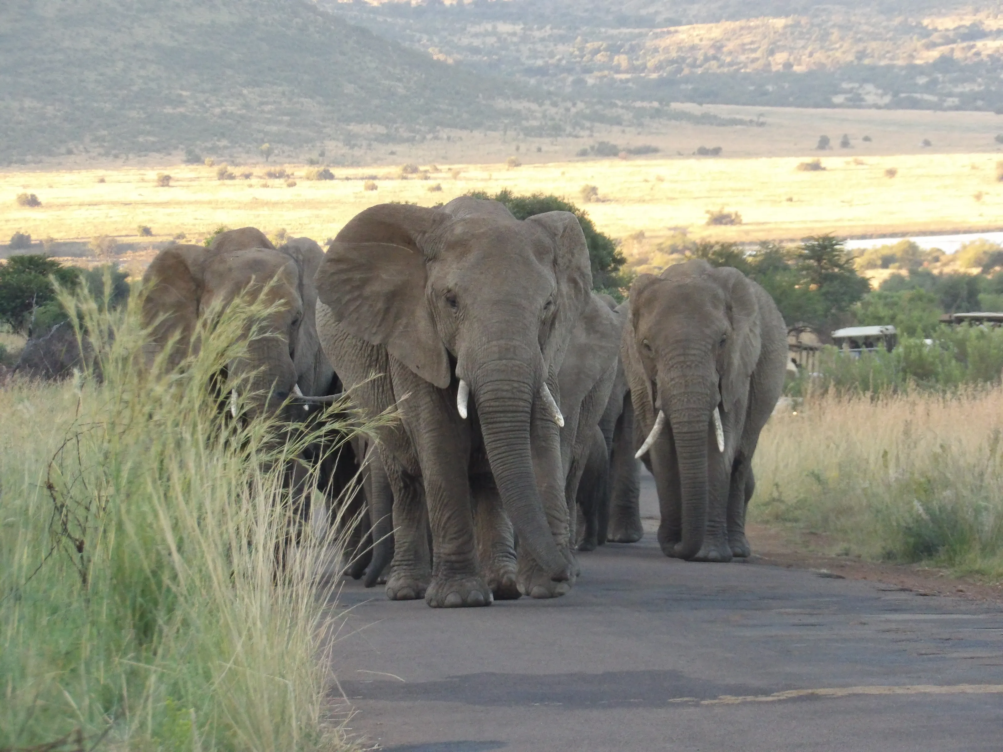 Elephants