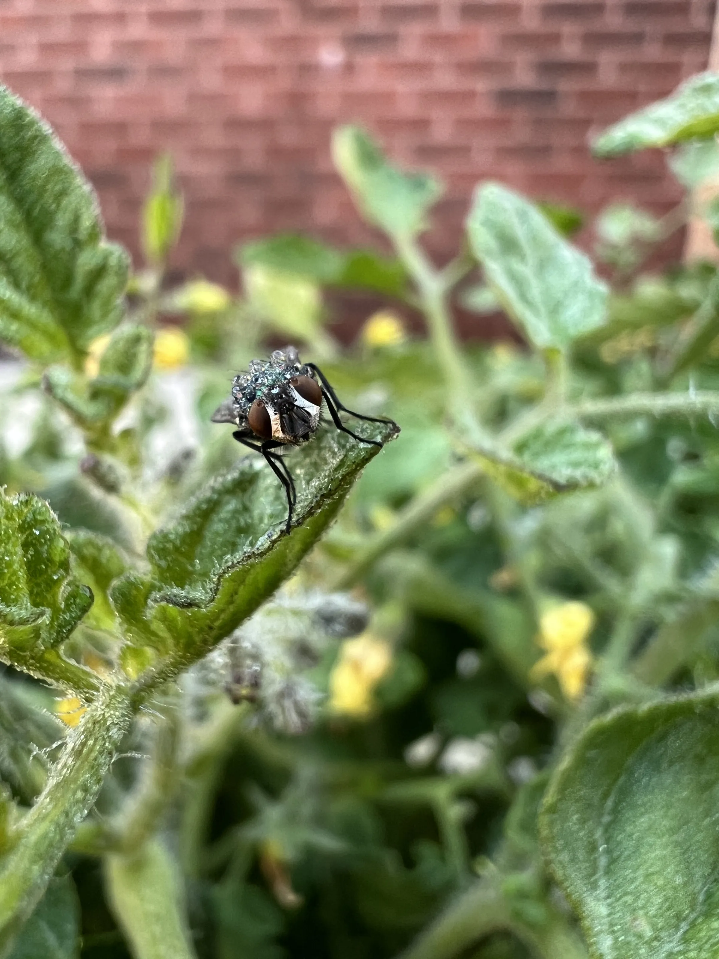Common green bottle fly