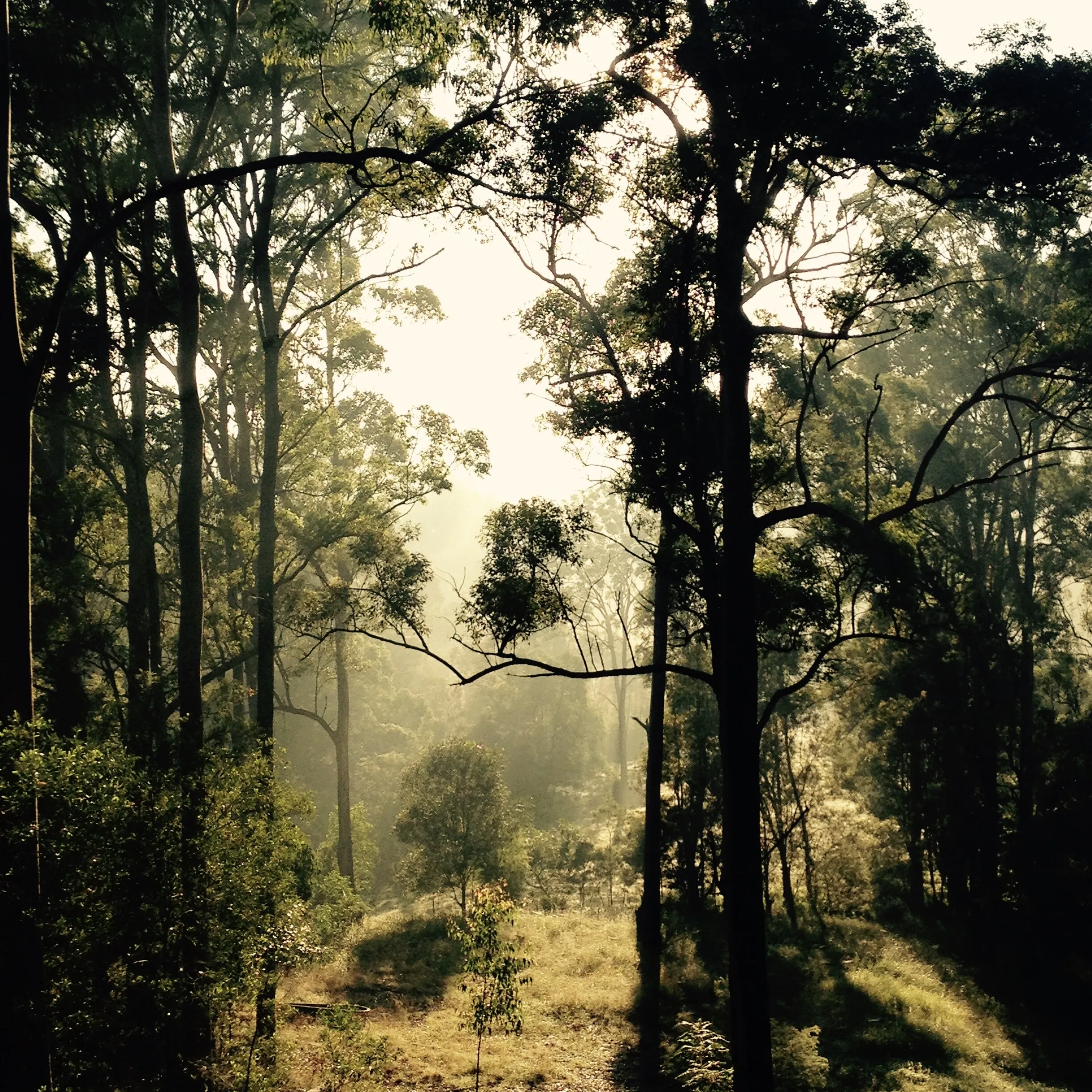 Early morning mist