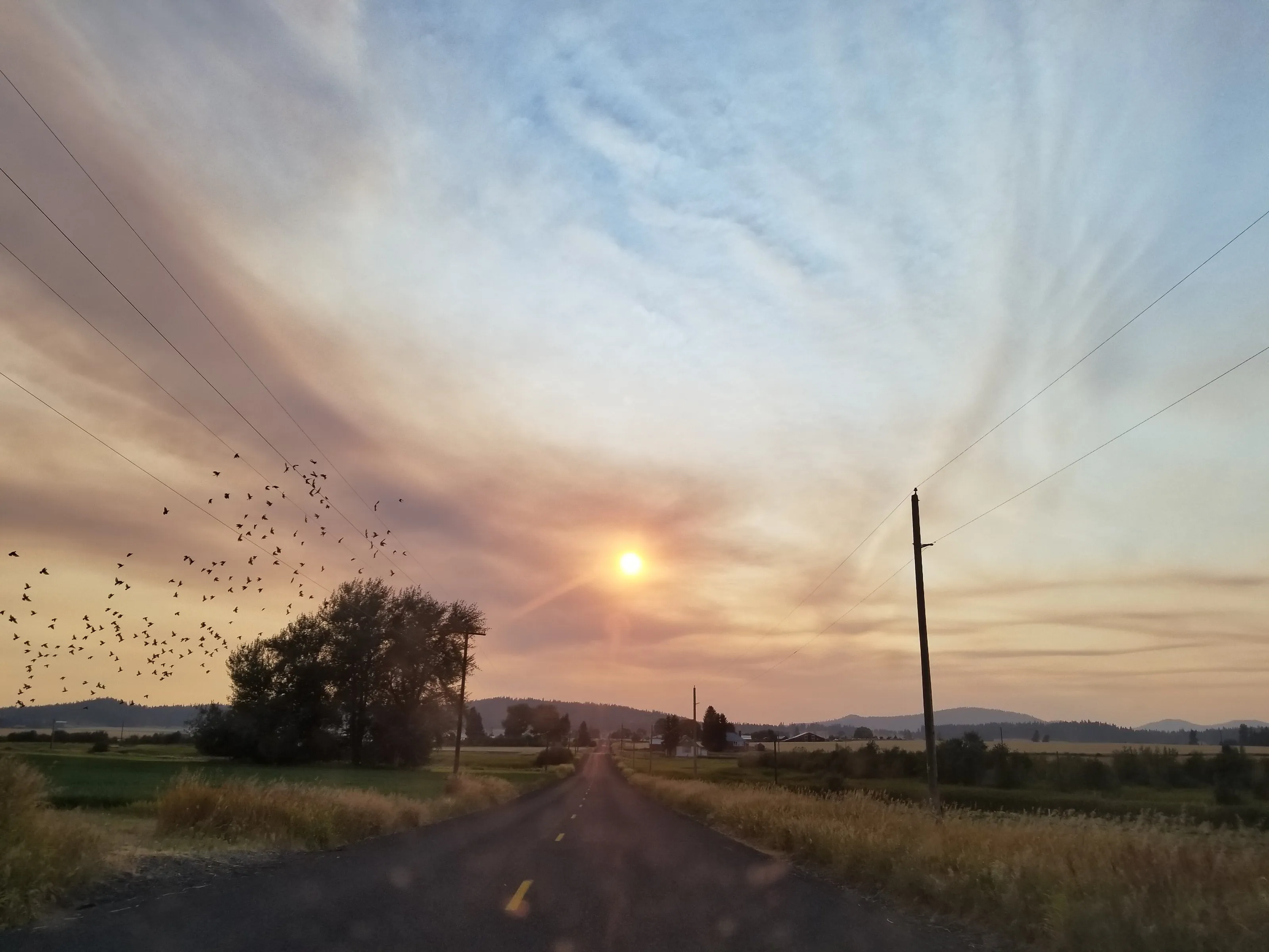 Birds in the mist