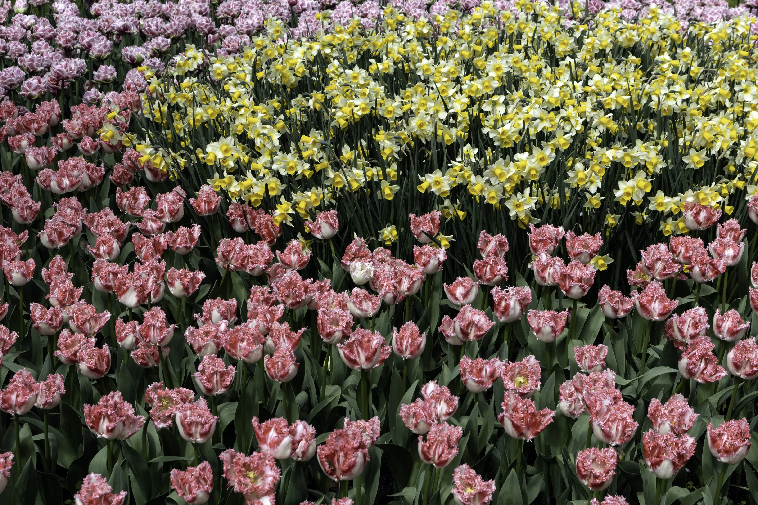 Narcisssus and Tulips